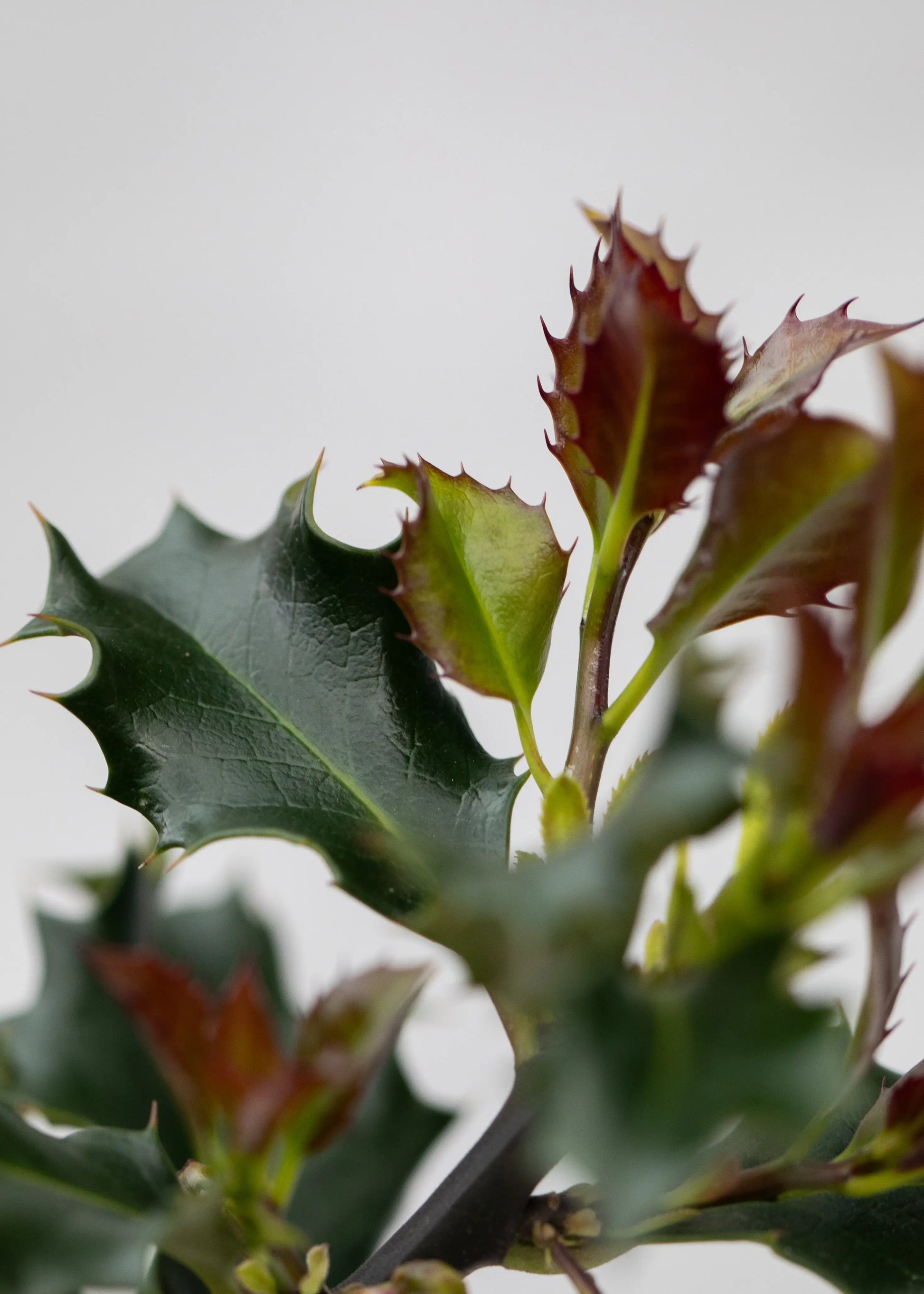 Ilex meservae 'Blue Angel'