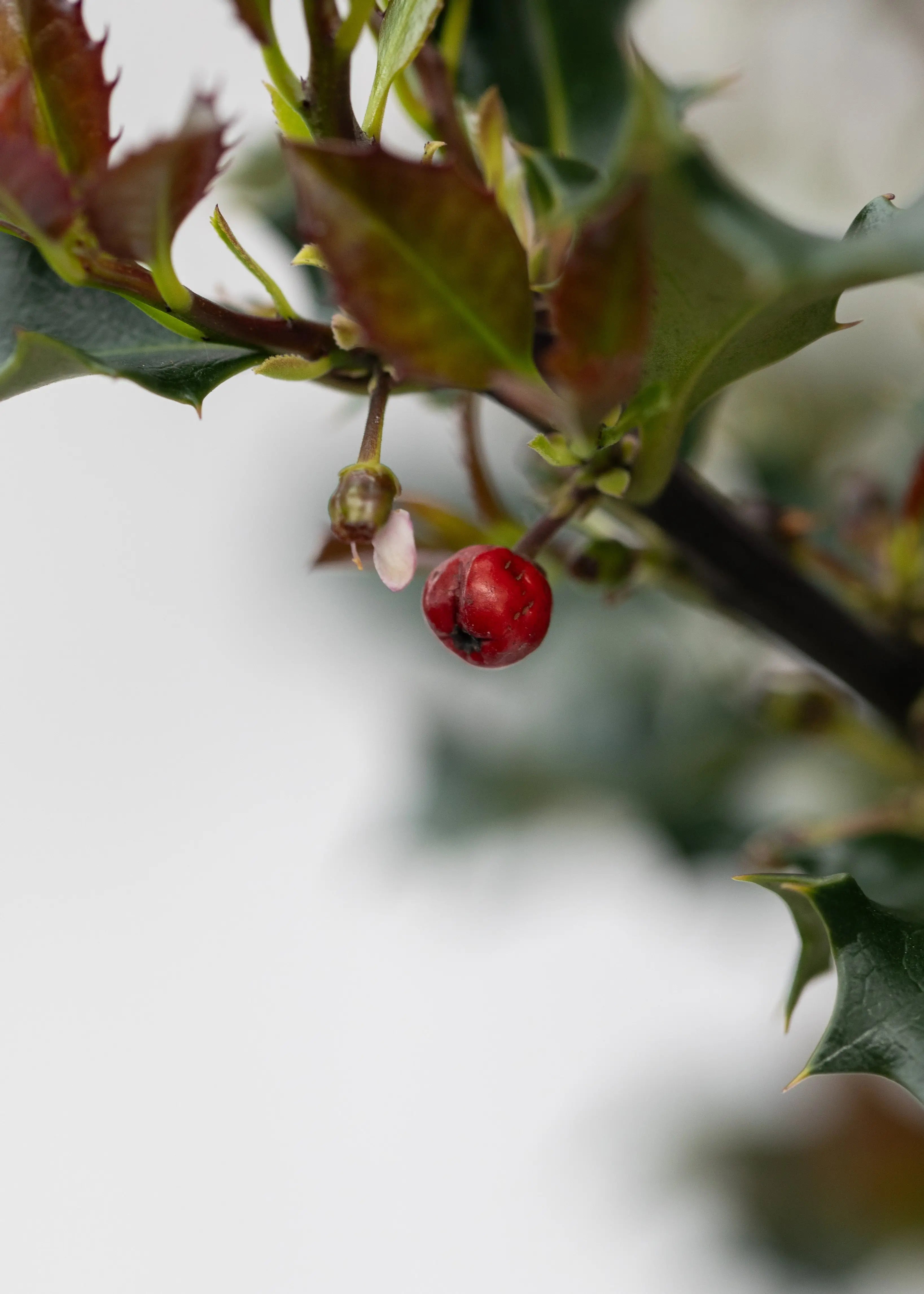 Ilex meservae 'Blue Angel'