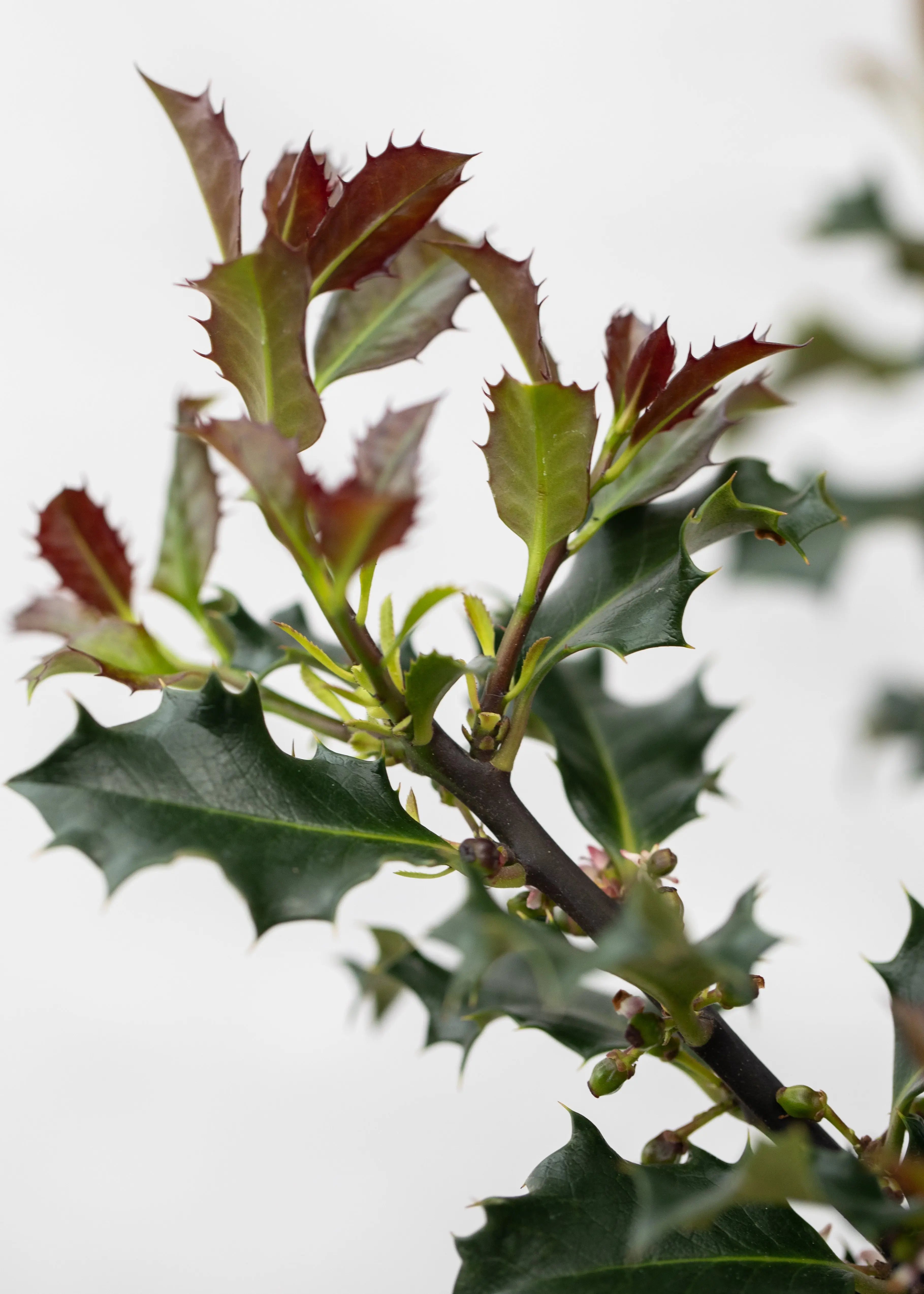 Ilex meservae 'Blue Angel'