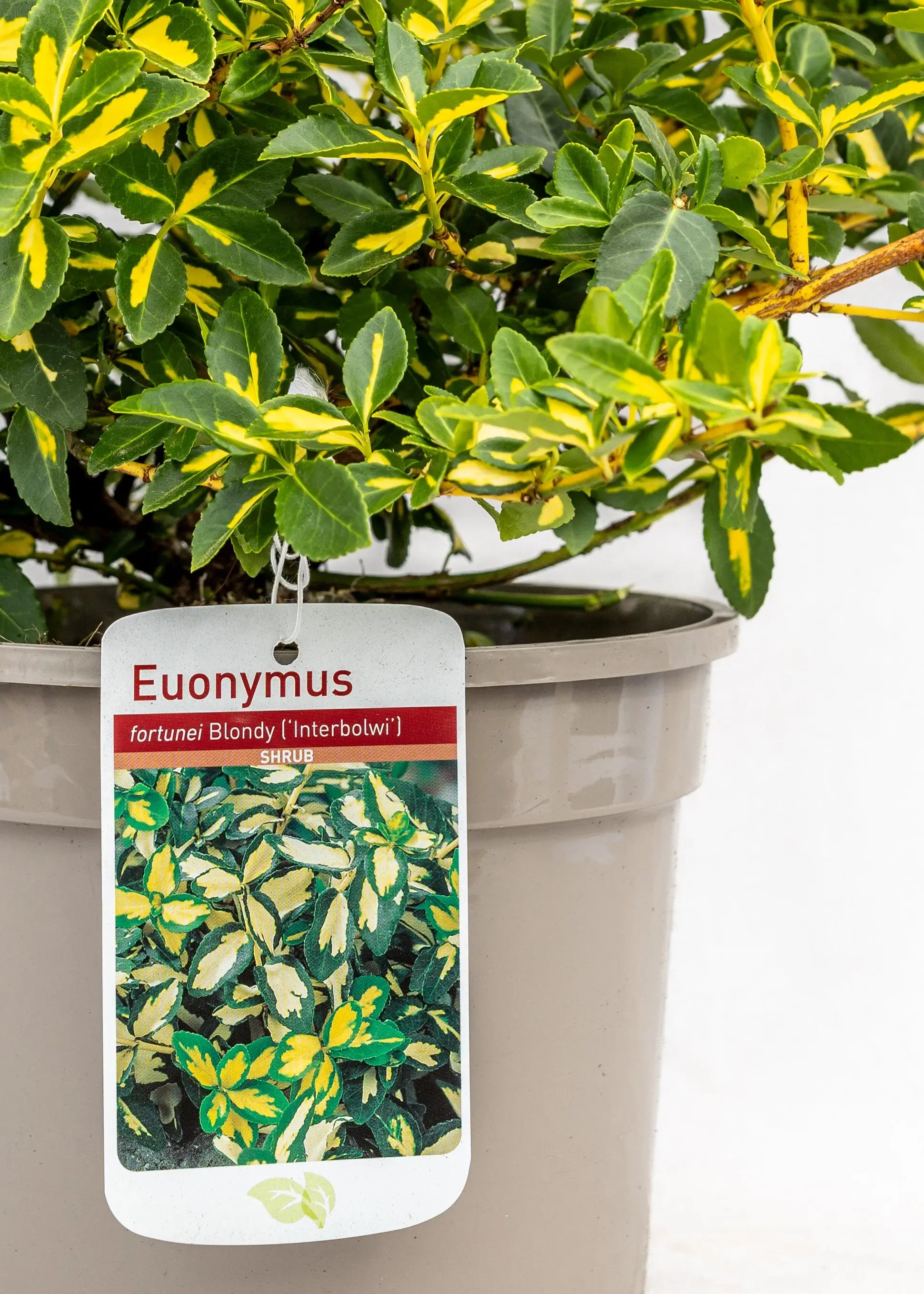 Euonymus fortunei 'Blondy'