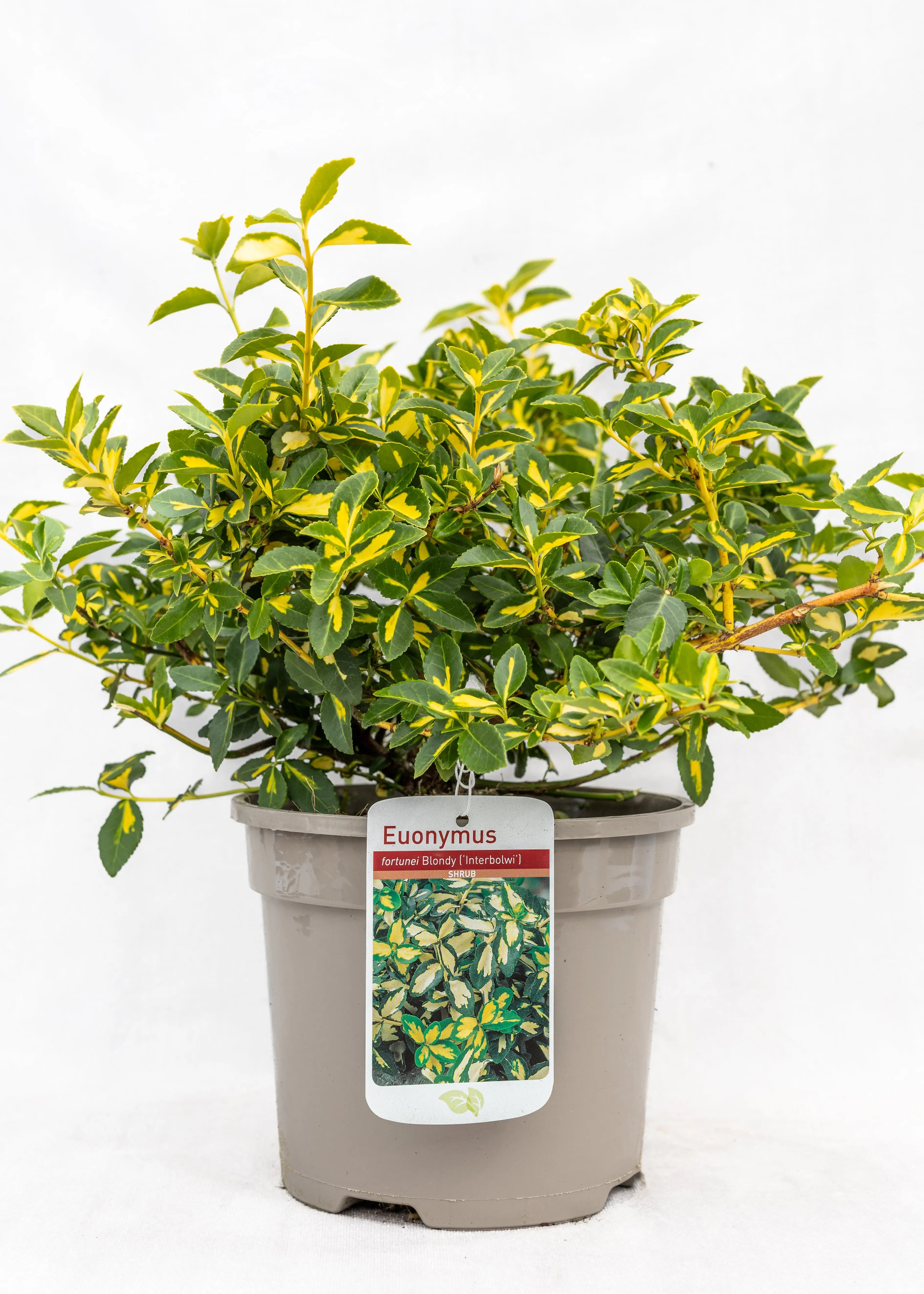 Euonymus fortunei 'Blondy'