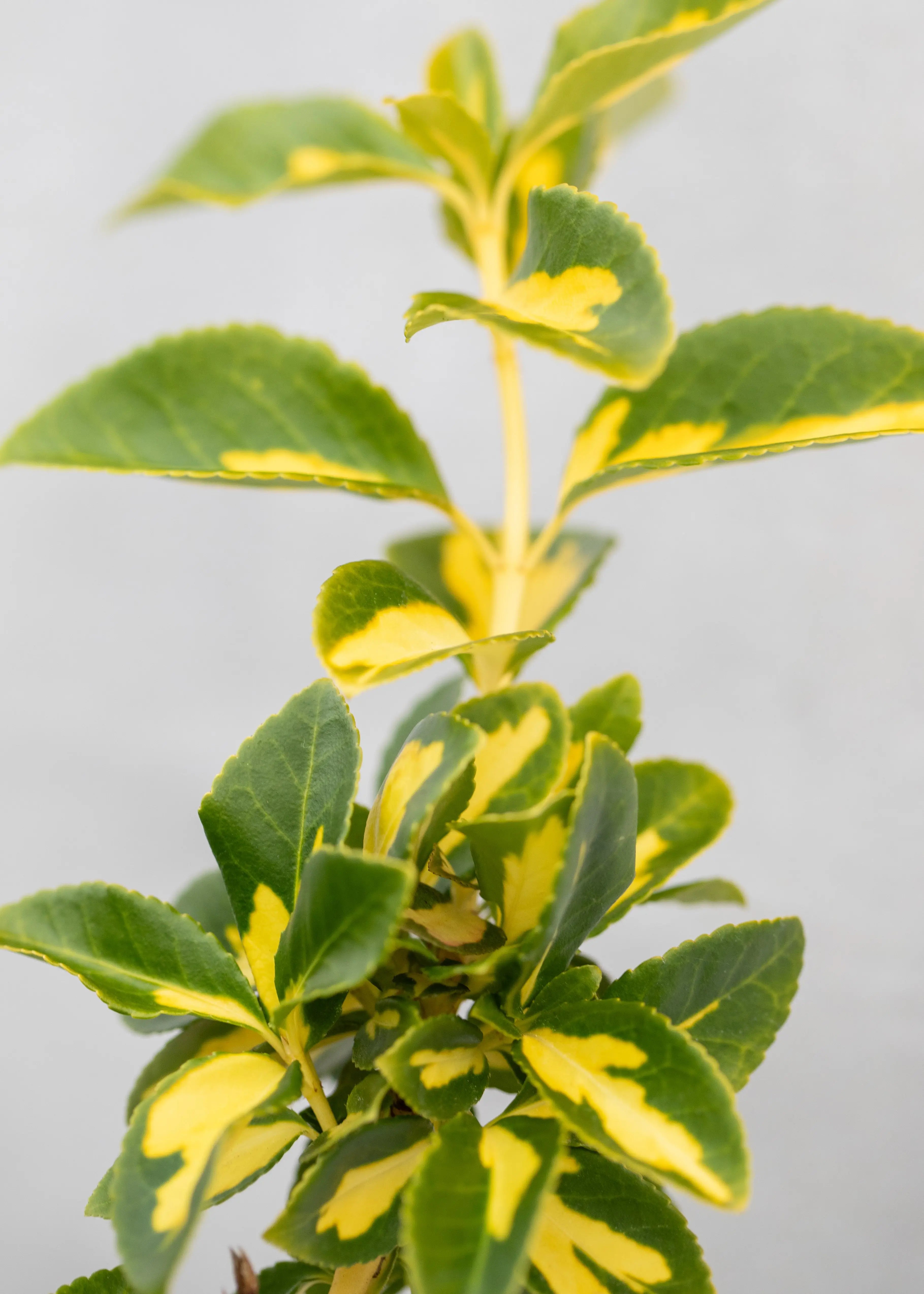Euonymus fortunei 'Blondy'