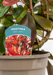 Photinia 'Red Light'