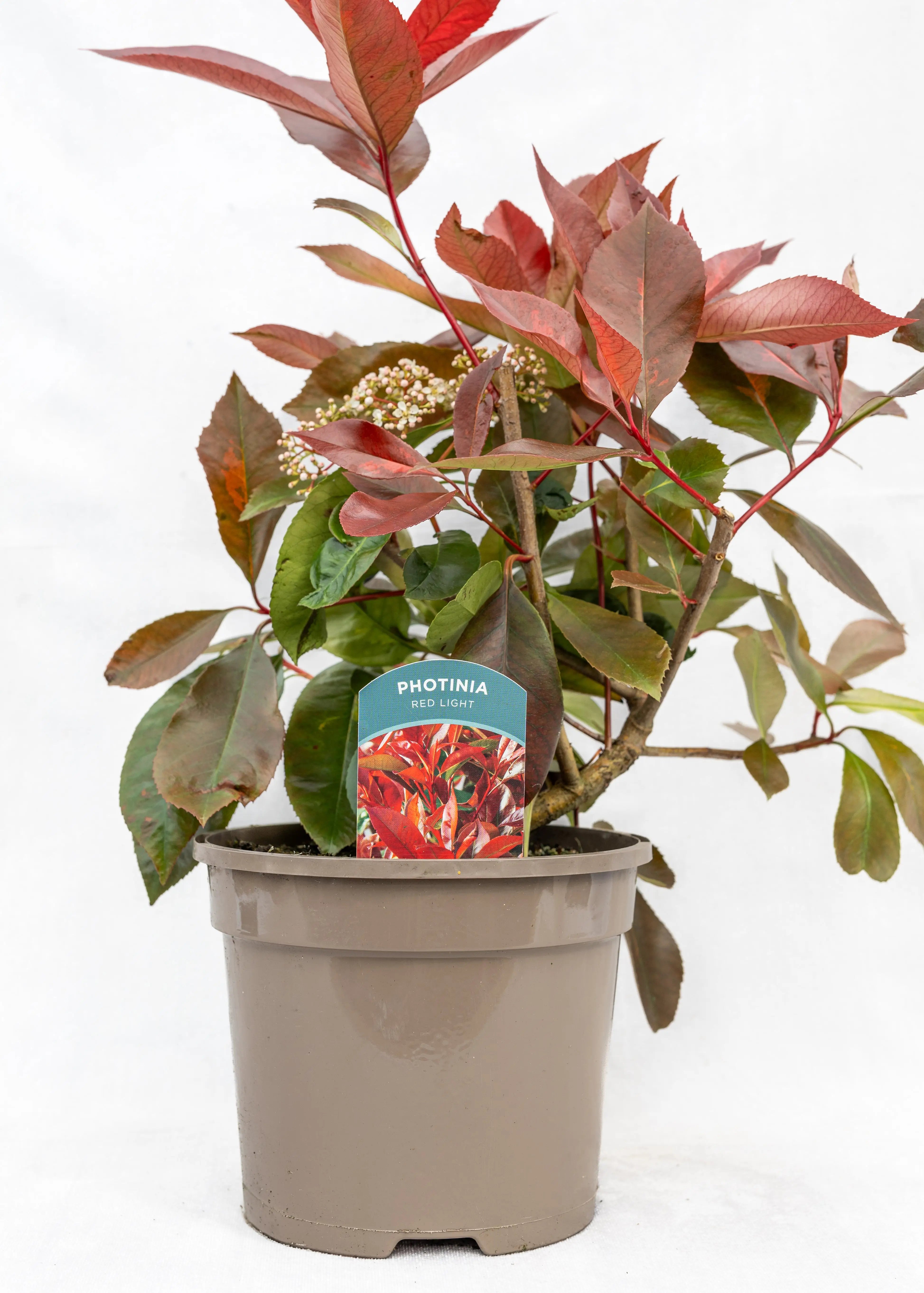 Photinia 'Red Light'