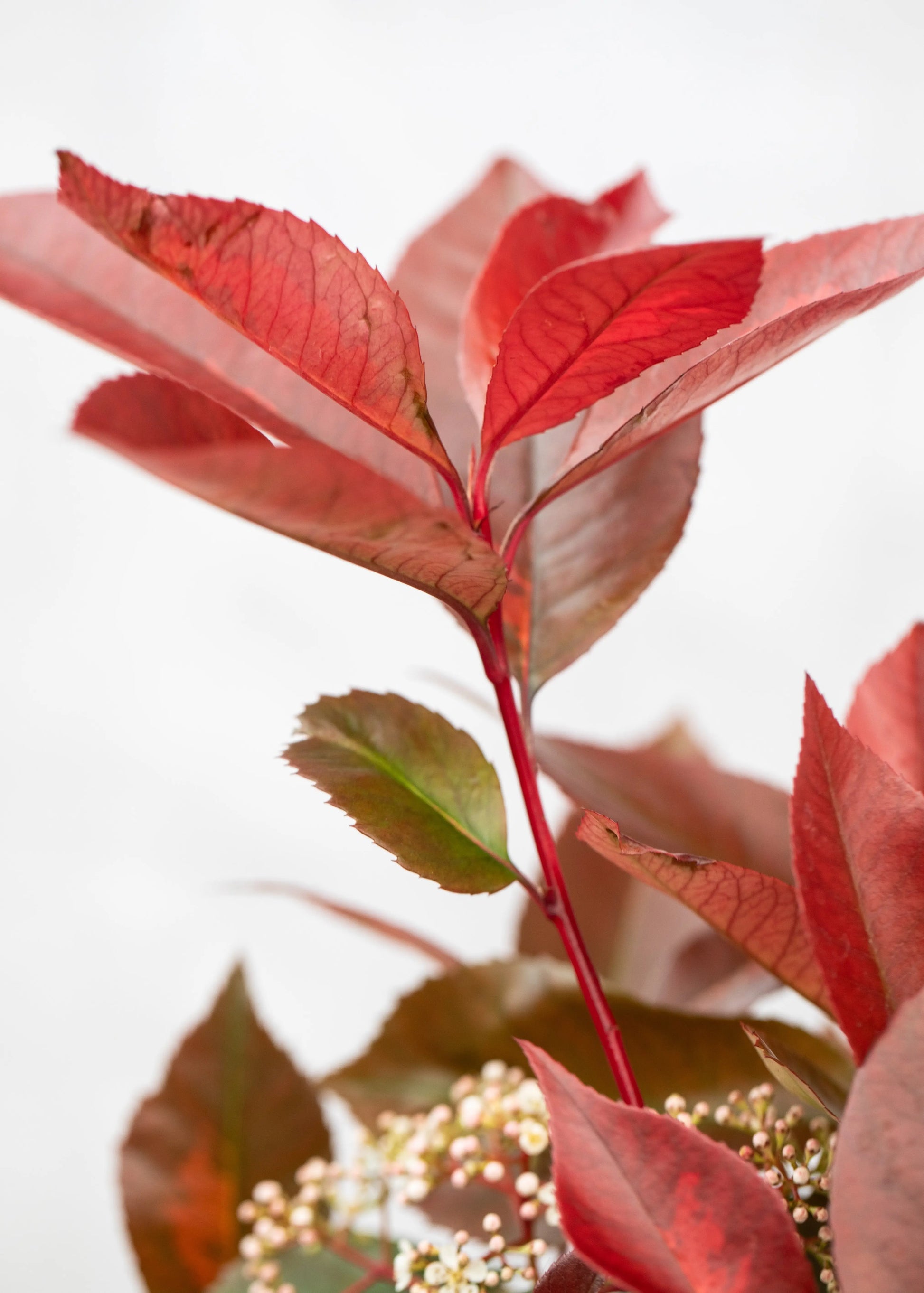 Photinia 'Red Light'