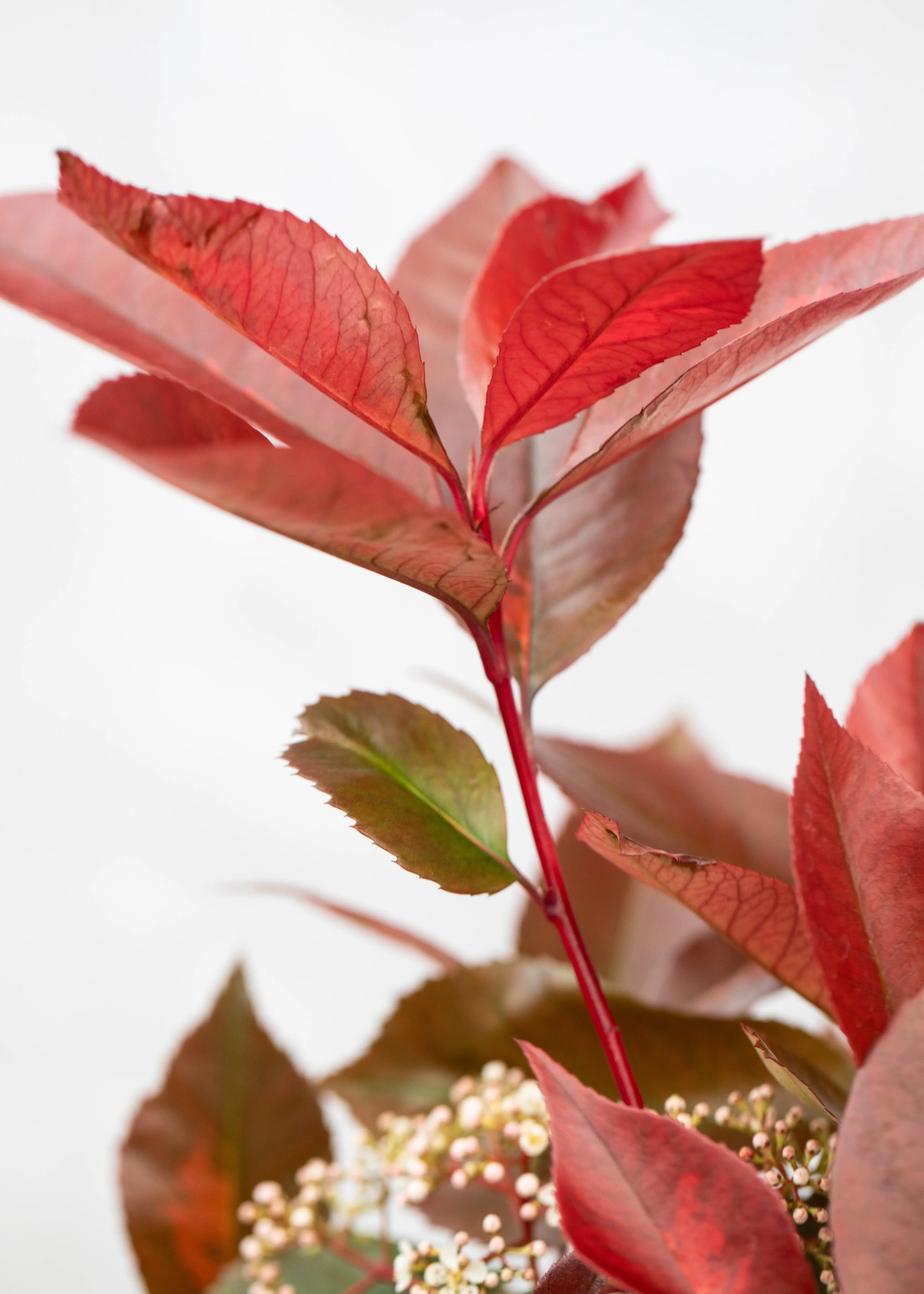 Photinia 'Red Light'