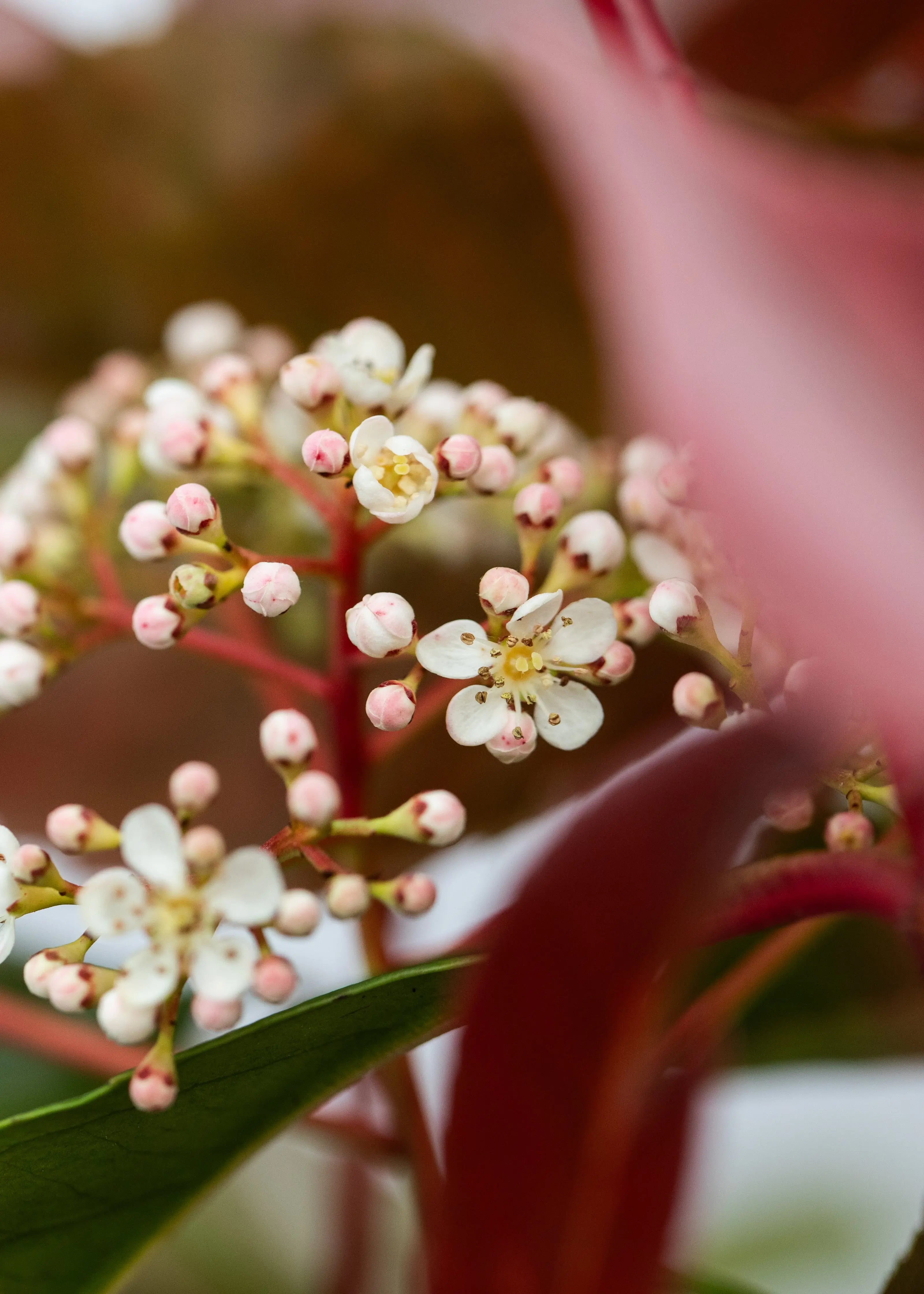 Photinia 'Red Light'