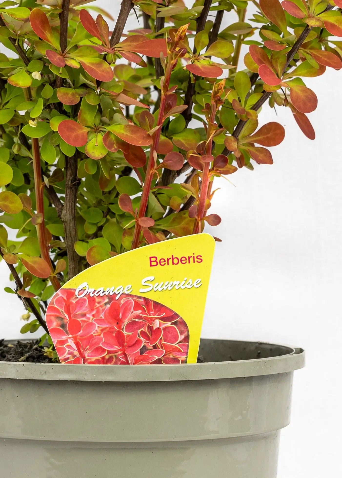 Berberis 'Orange Sunrise'