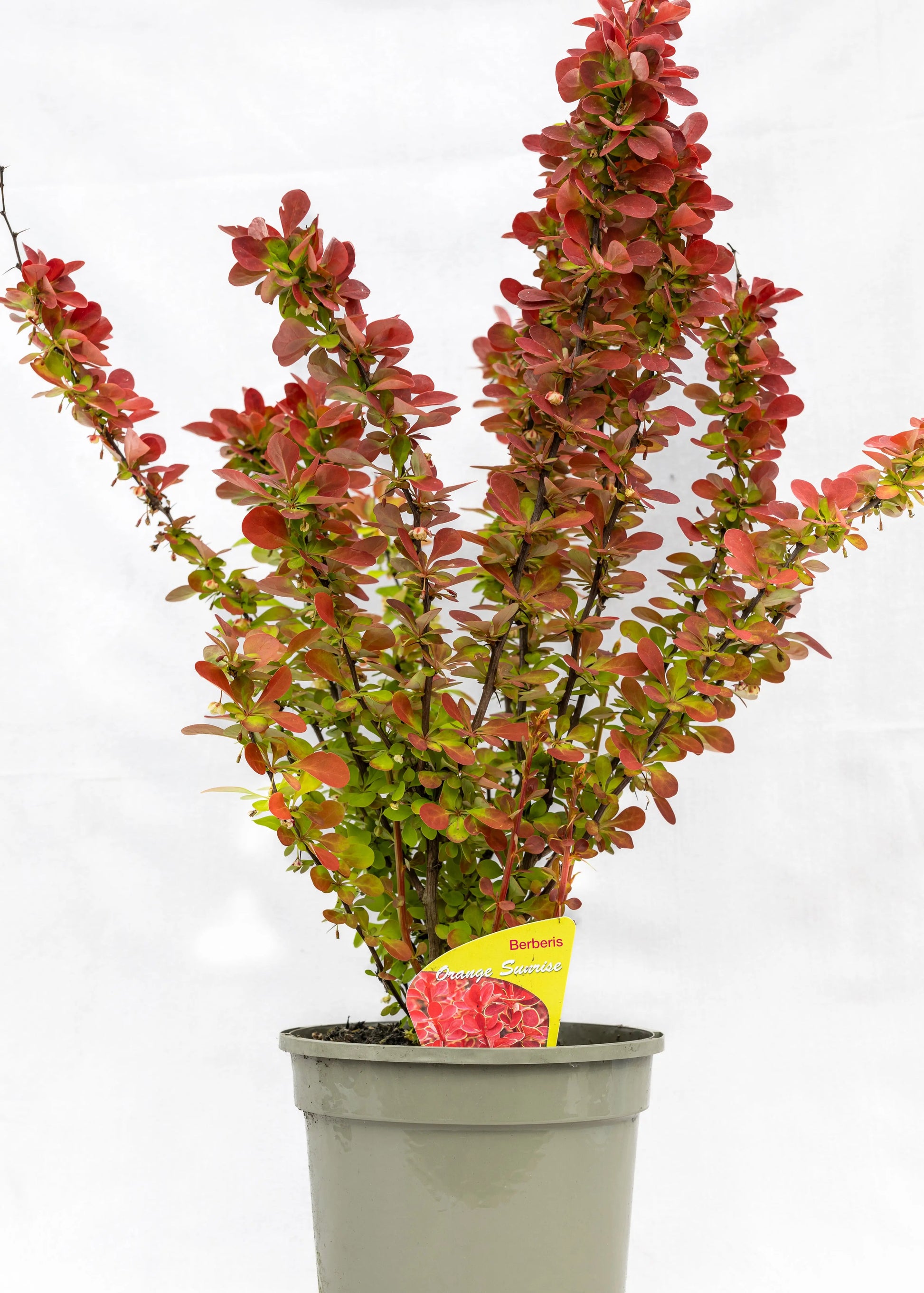 Berberis 'Orange Sunrise'