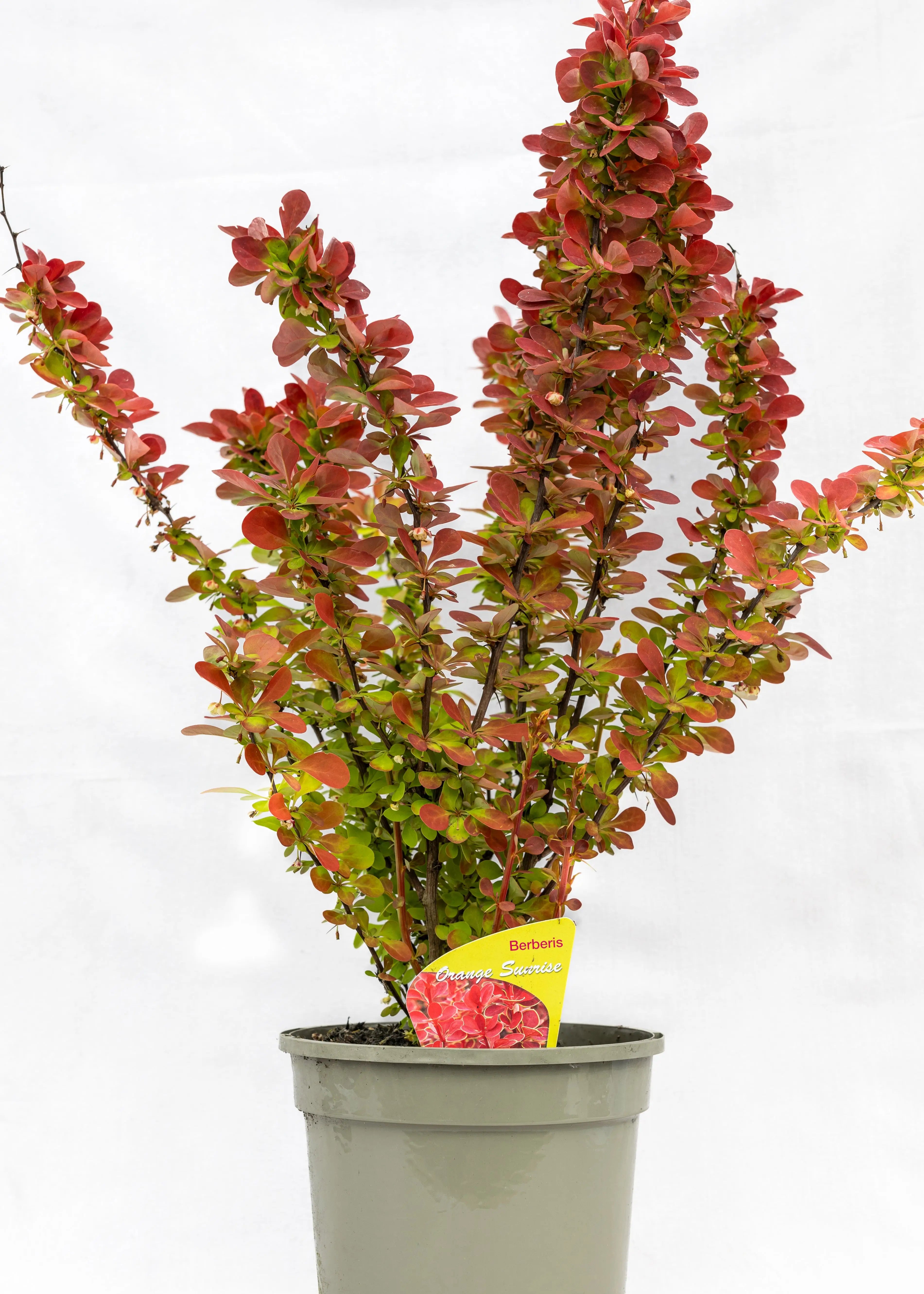 Berberis 'Orange Sunrise'