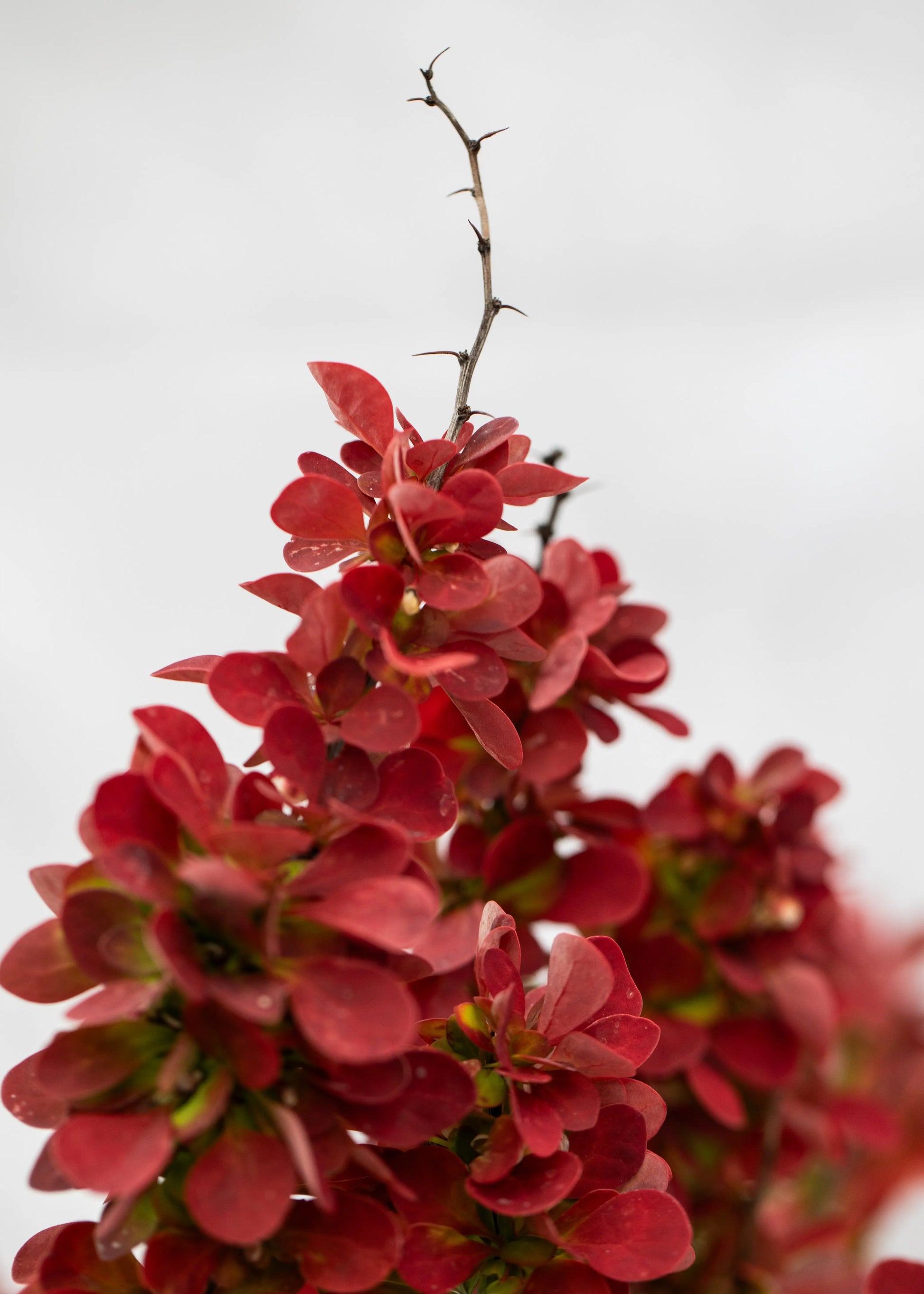 Berberis 'Orange Sunrise'