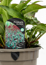 Persicaria 'Blackfield'