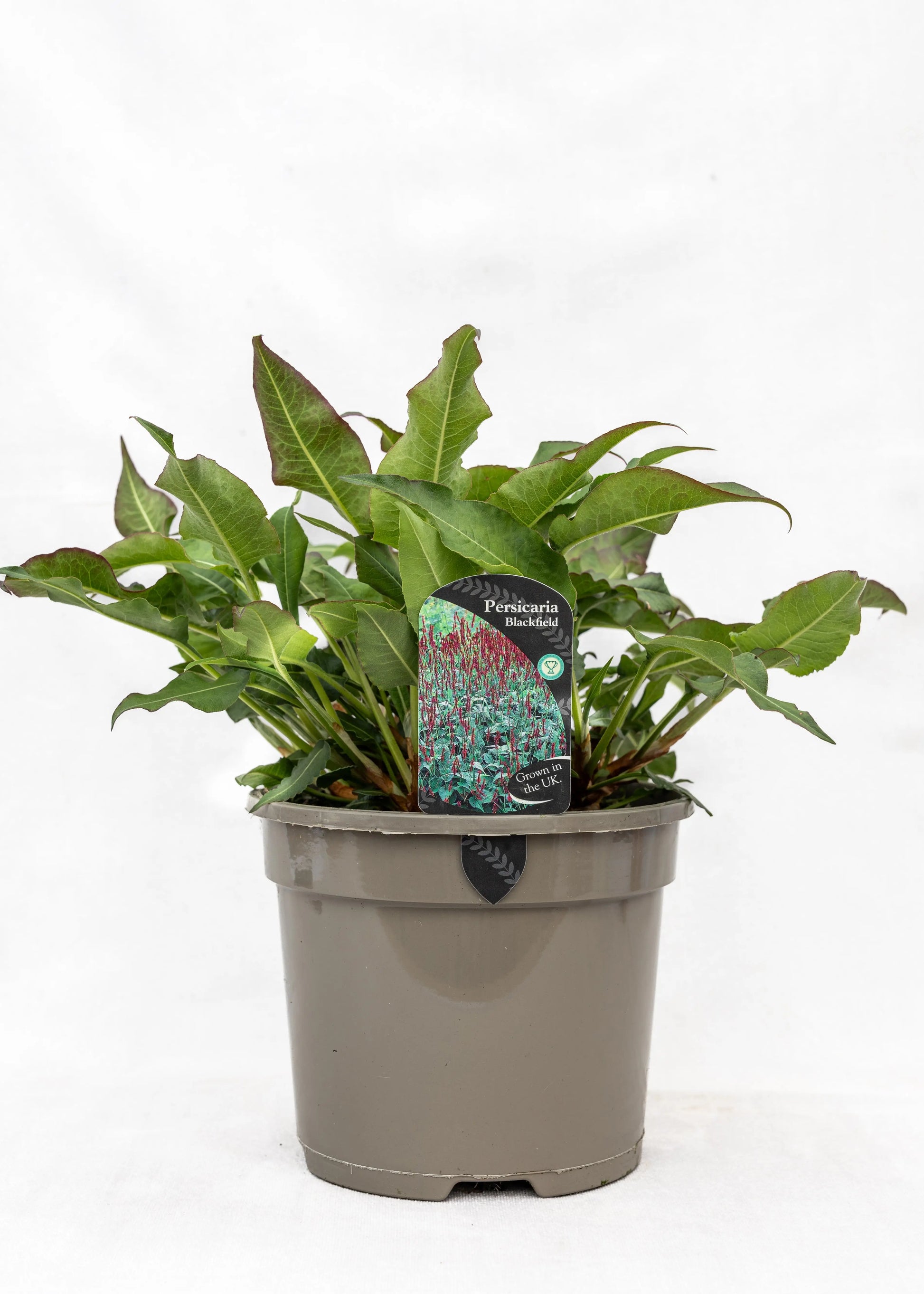 Persicaria 'Blackfield'