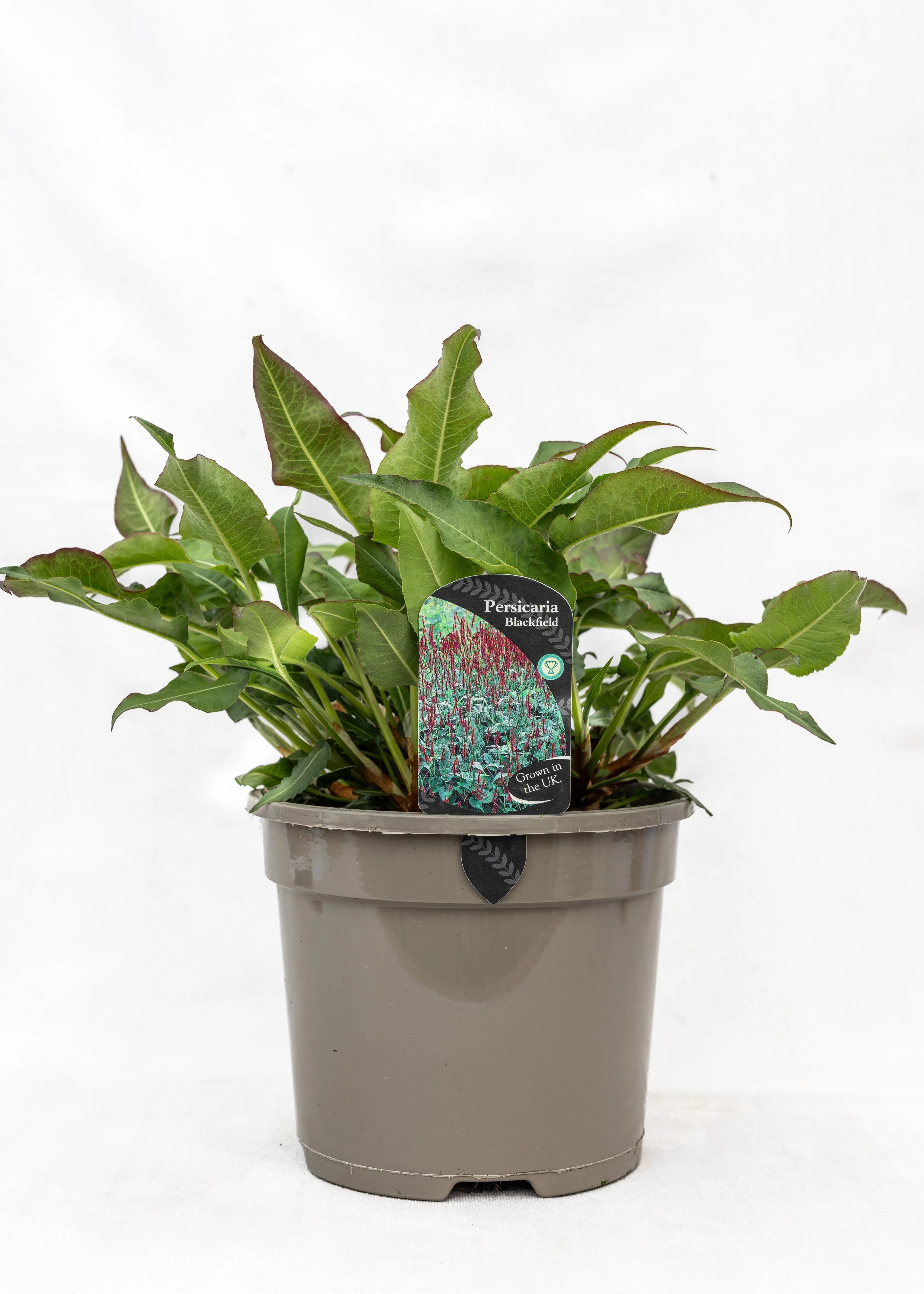 Persicaria 'Blackfield'