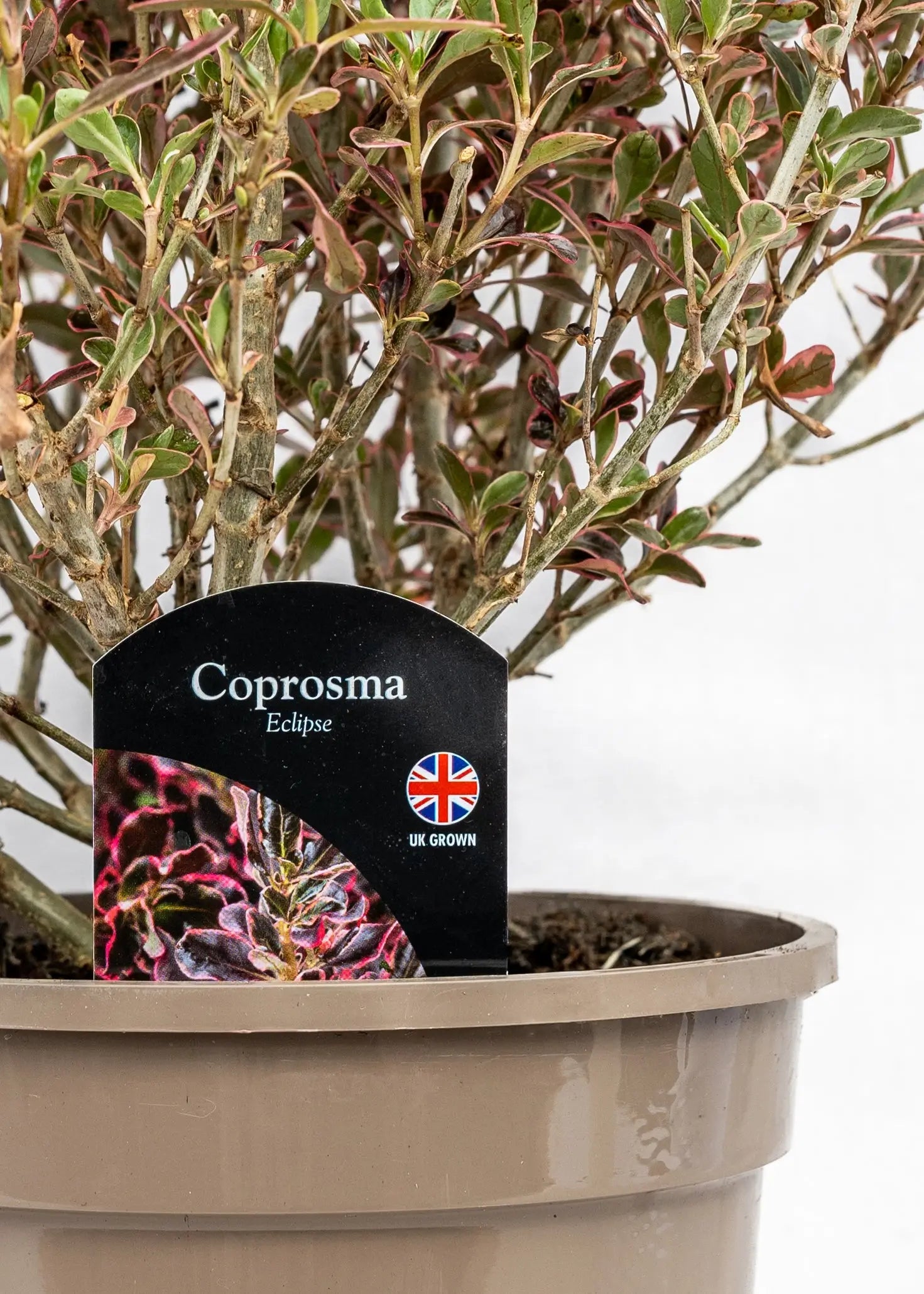 Coprosma 'Eclipse'
