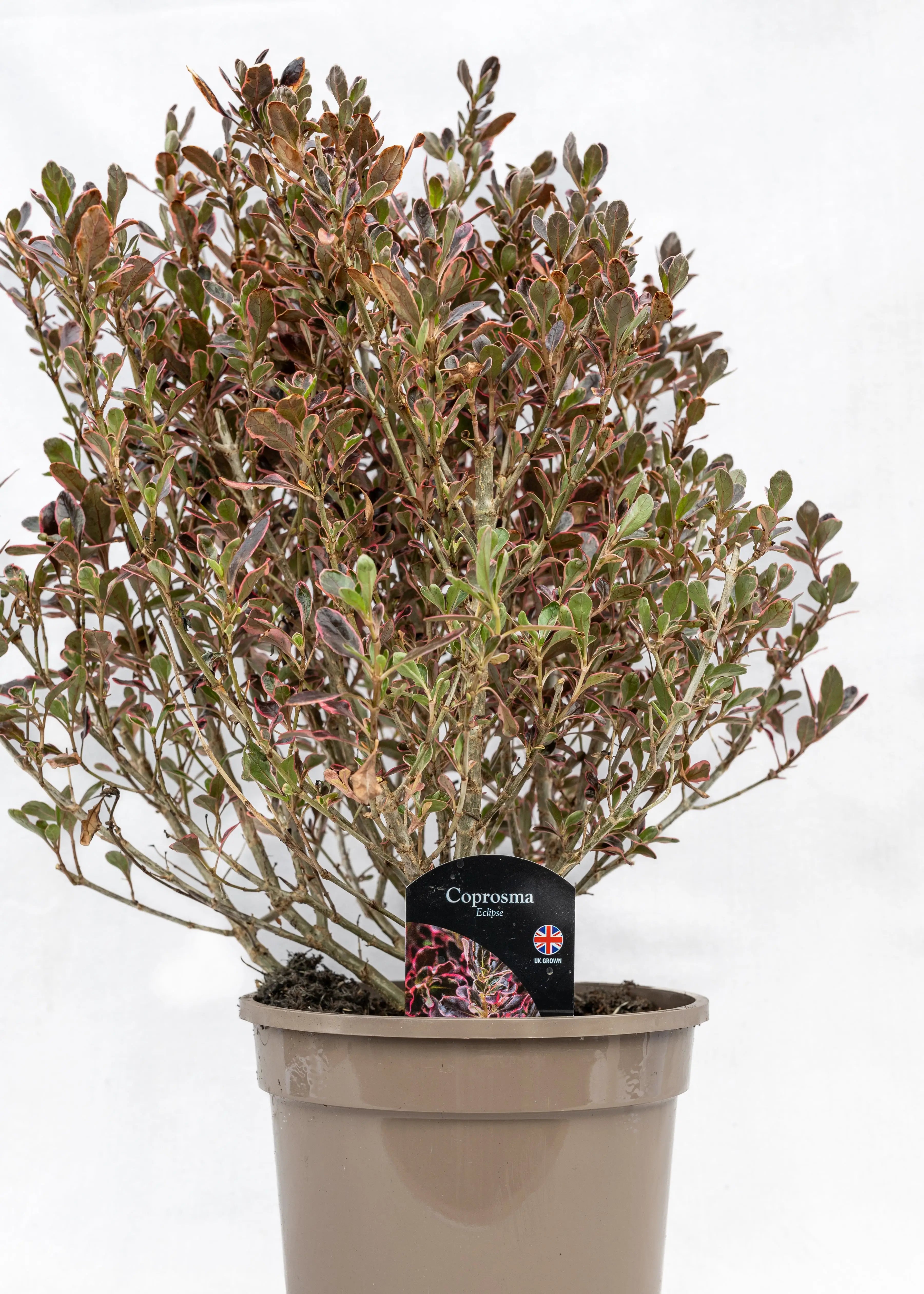 Coprosma 'Eclipse'