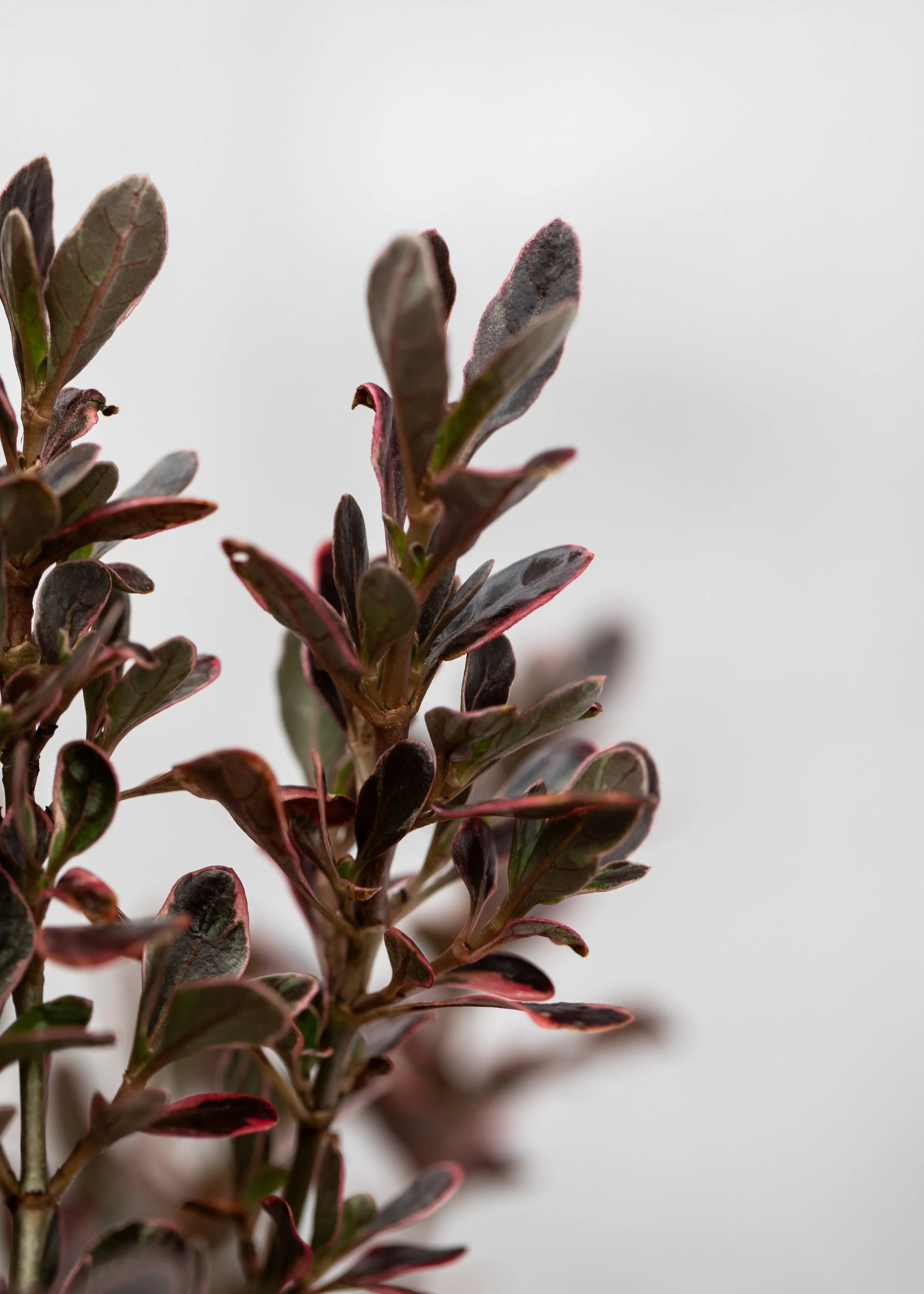 Coprosma 'Eclipse'