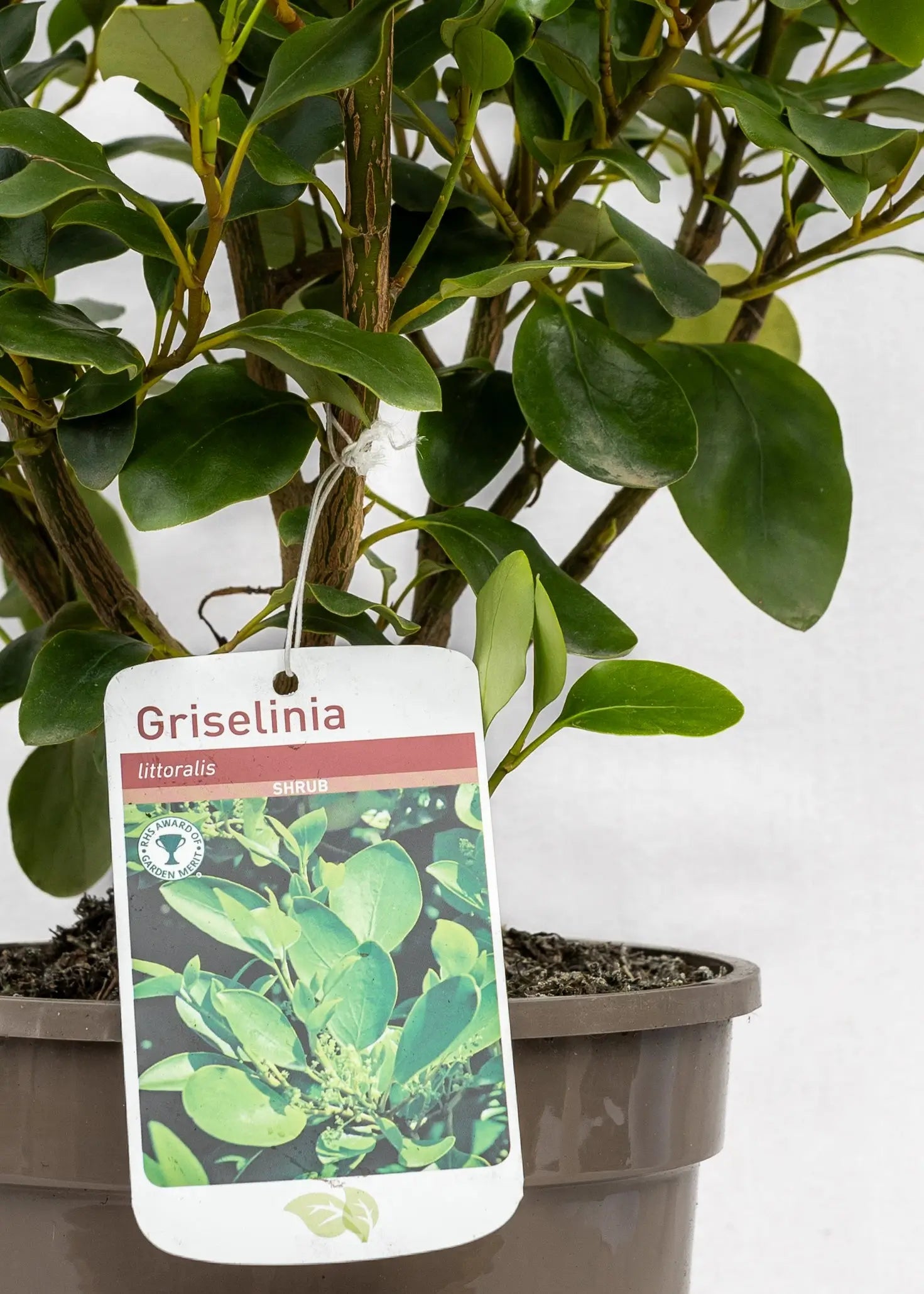 Griselinia 'Littoralis'