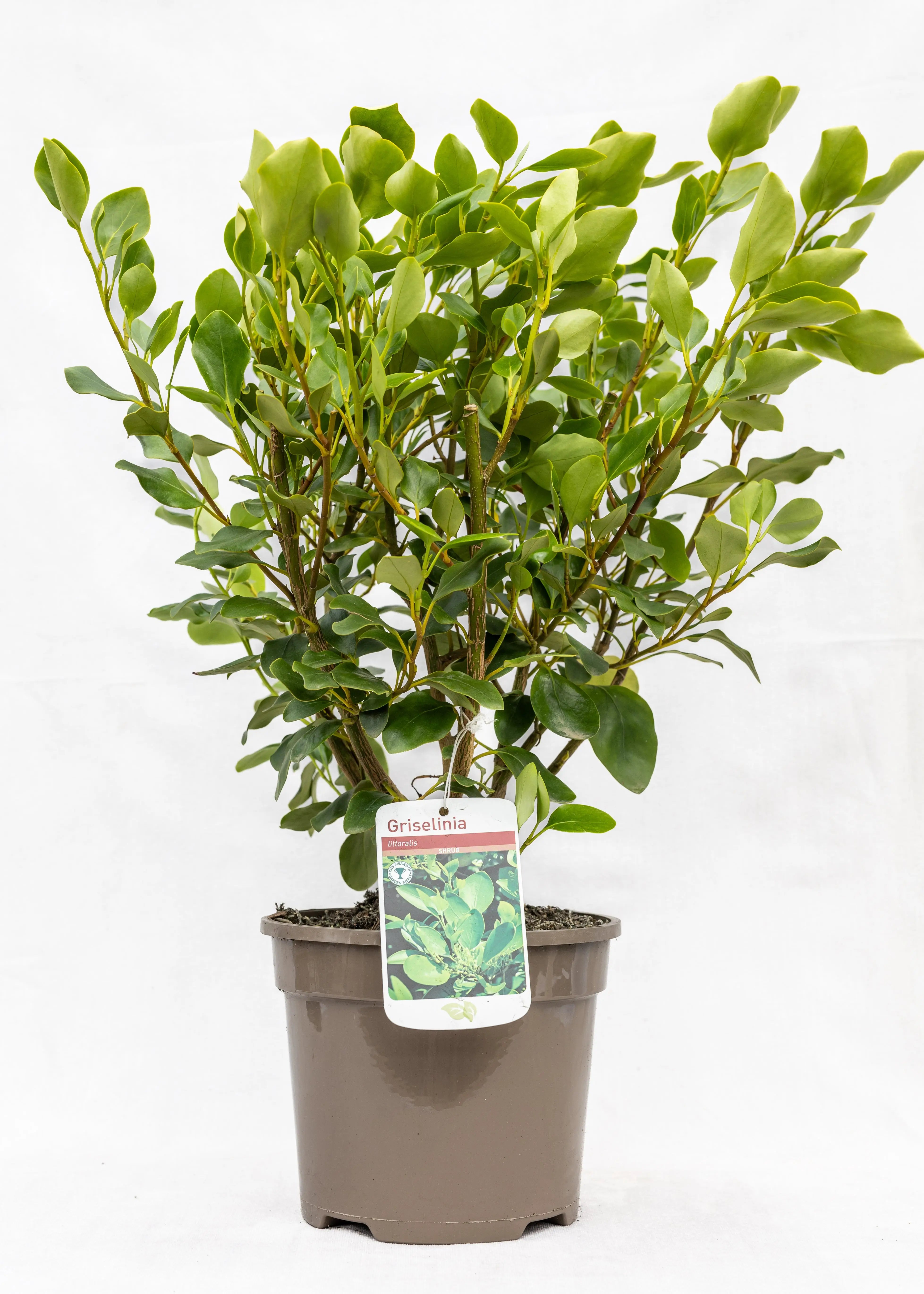 Griselinia 'Littoralis'
