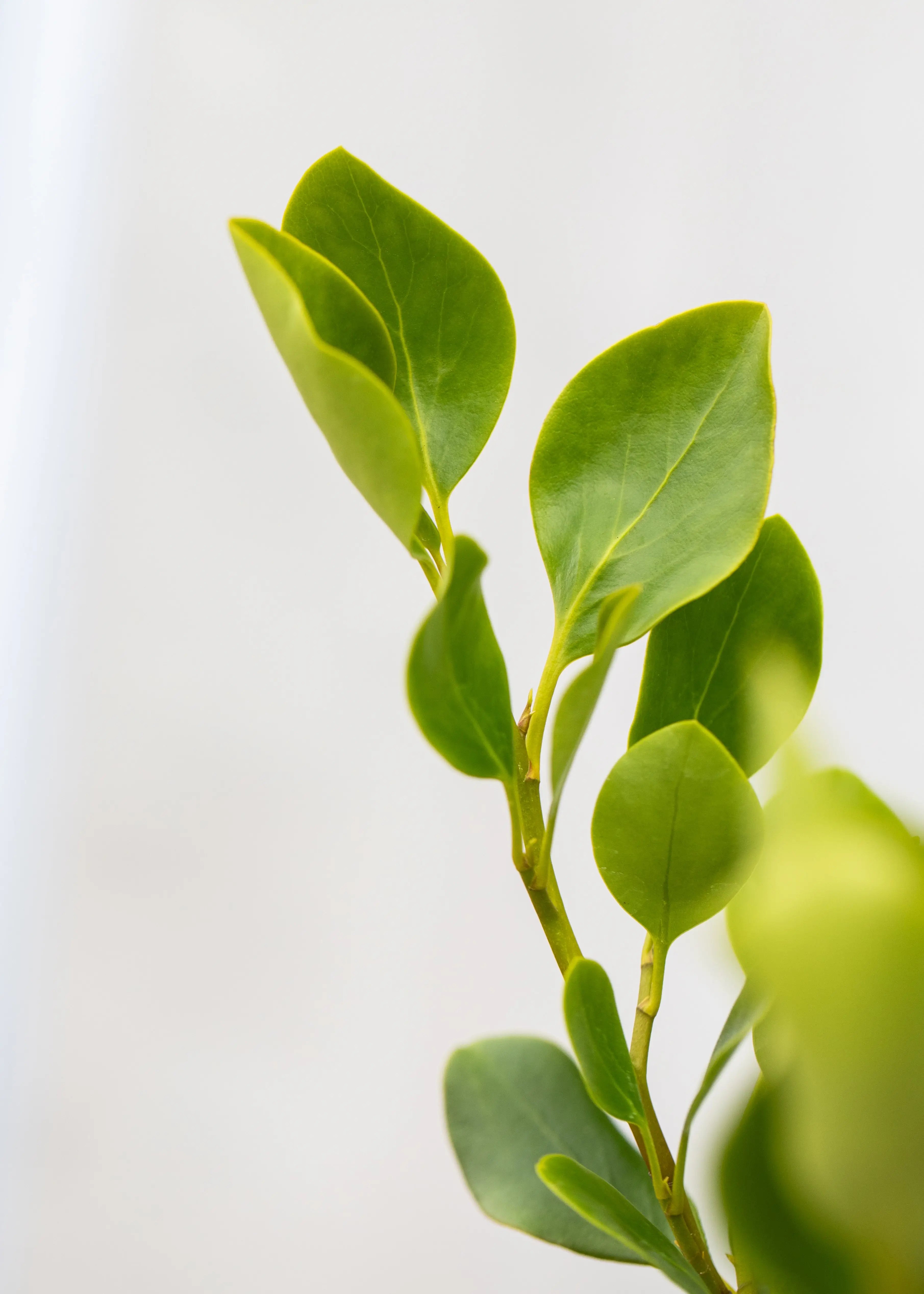 Griselinia 'Littoralis'