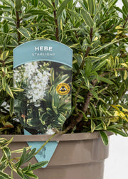 Hebe 'Starlight'