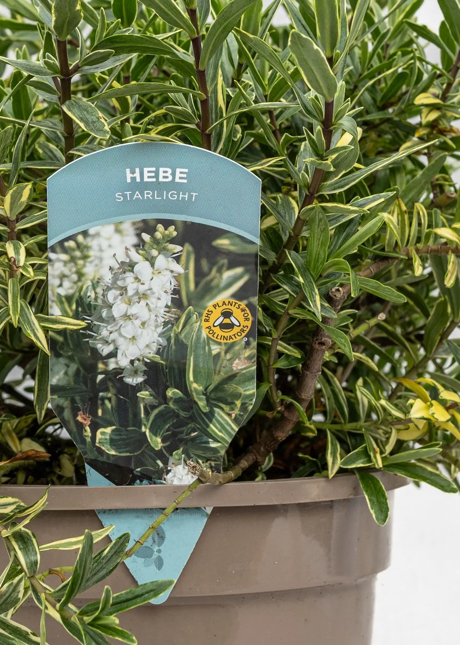 Hebe 'Starlight'