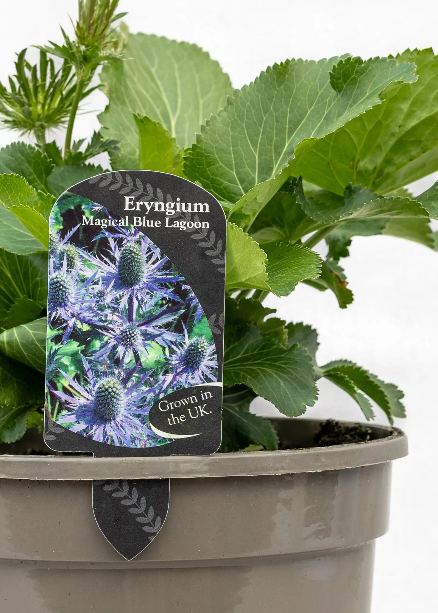 Eryngium 'Magical Blue Lagoon'