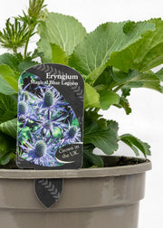 Eryngium 'Magical Blue Lagoon'