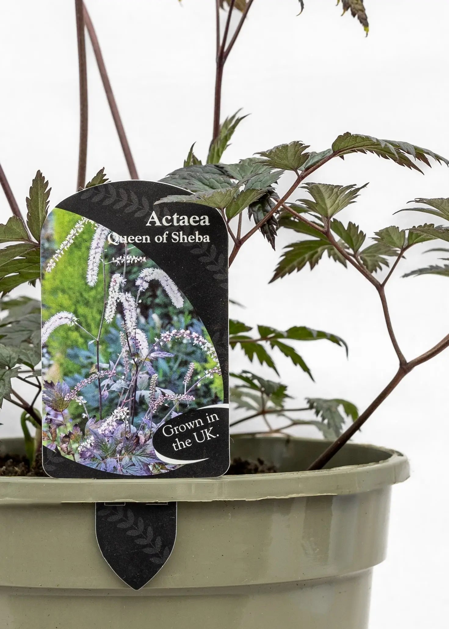 Actaea 'Queen of Sheba'