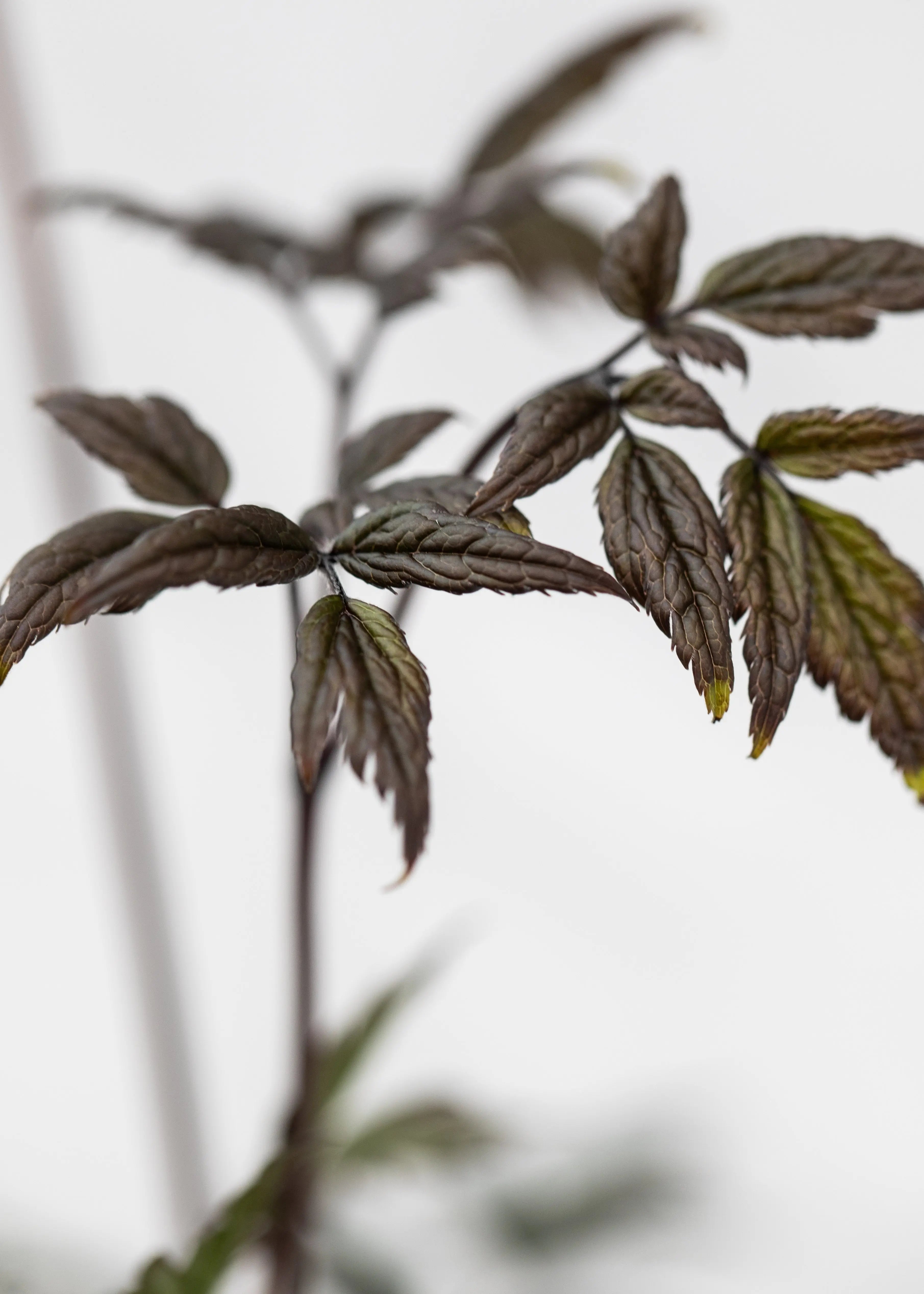 Actaea 'Queen of Sheba'
