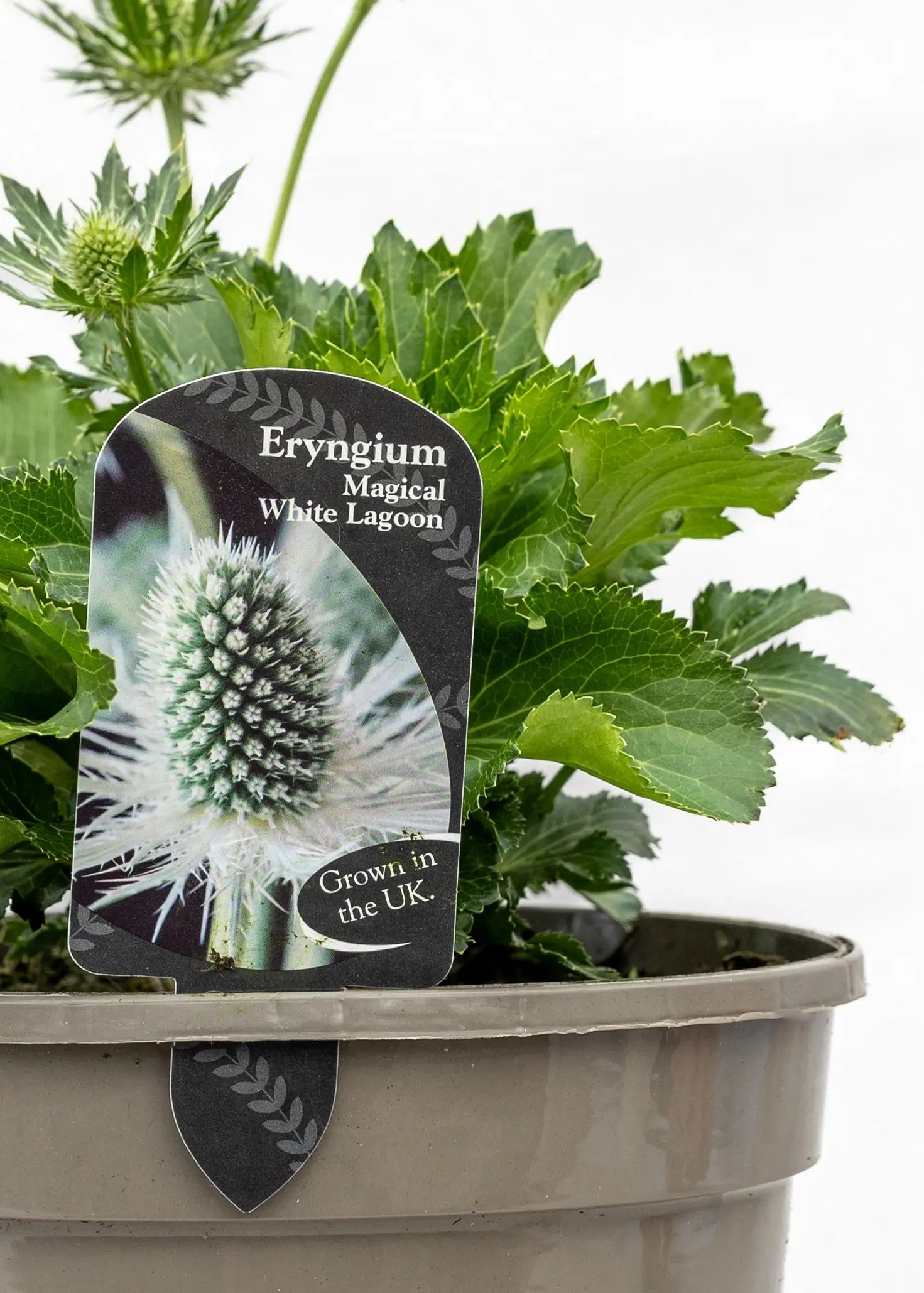 Eryngium 'Magical White Lagoon'