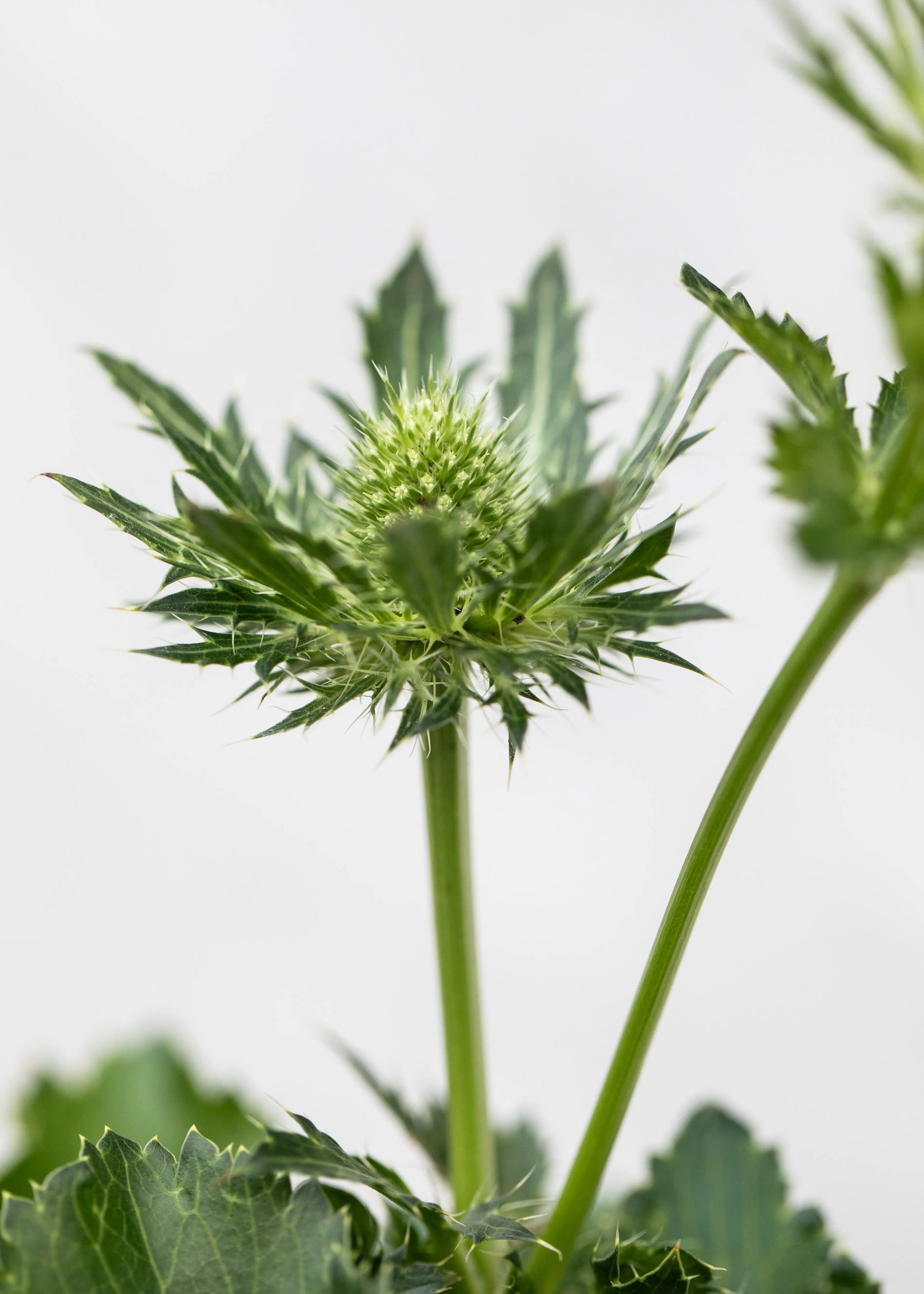 Eryngium 'Magical White Lagoon'