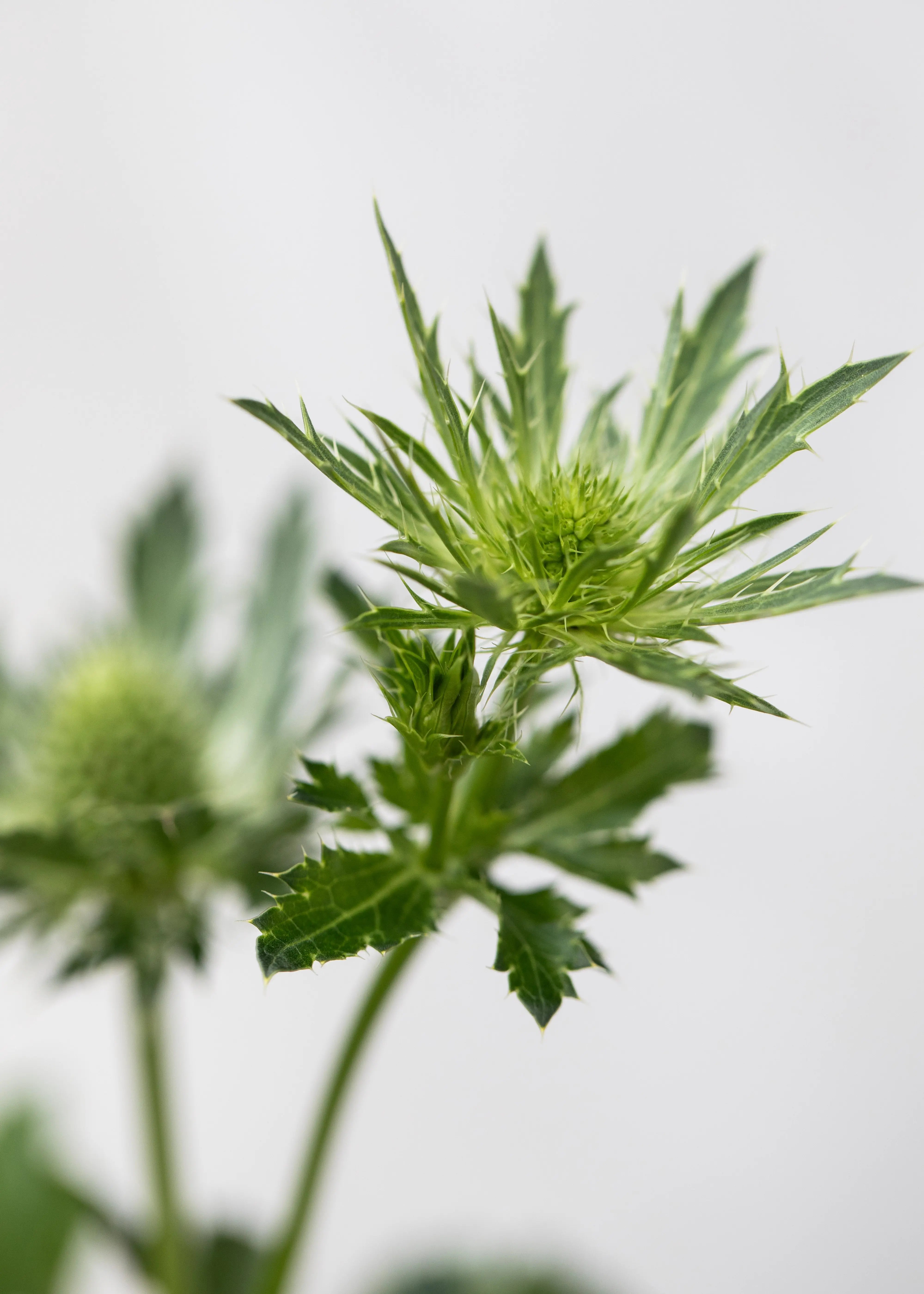 Eryngium 'Magical White Lagoon'