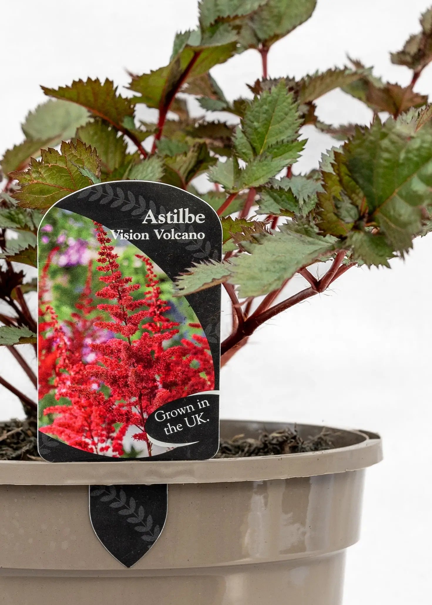 Astilbe chinensis 'Vision Volcano'