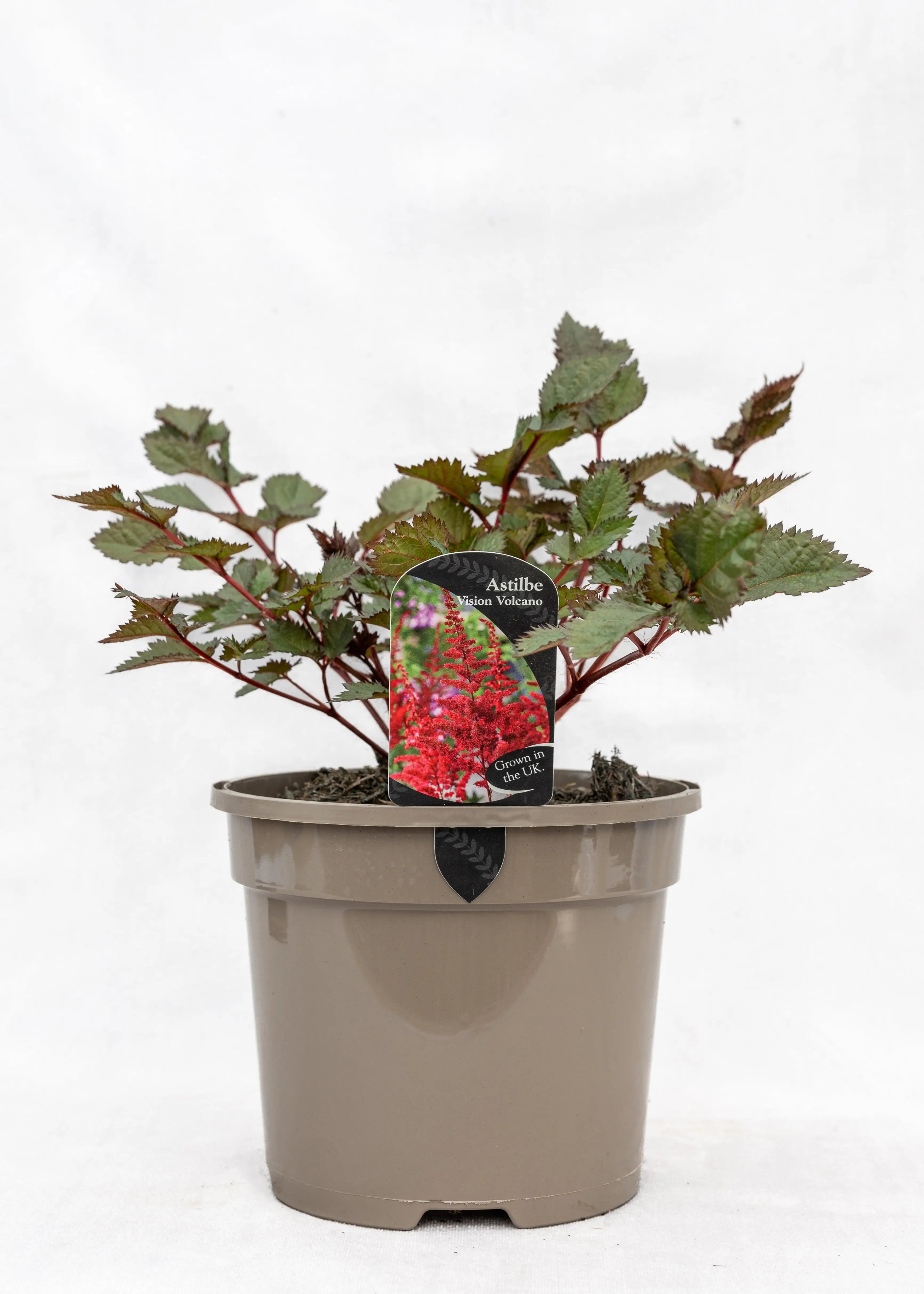 Astilbe chinensis 'Vision Volcano'