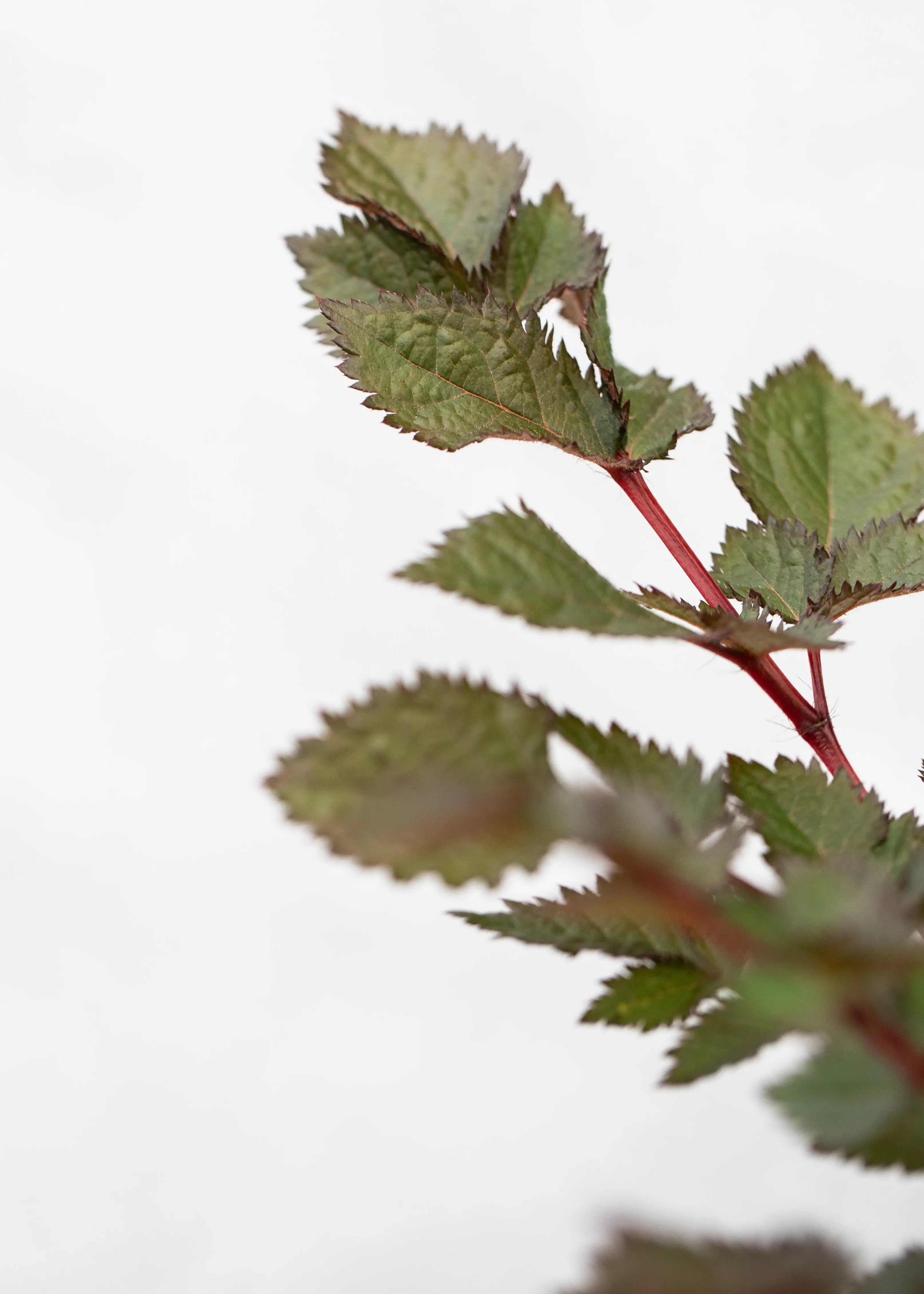 Astilbe chinensis 'Vision Volcano'