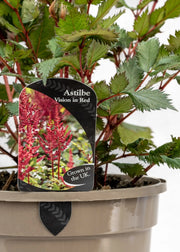 Astilbe chinensis 'Vision in Red'