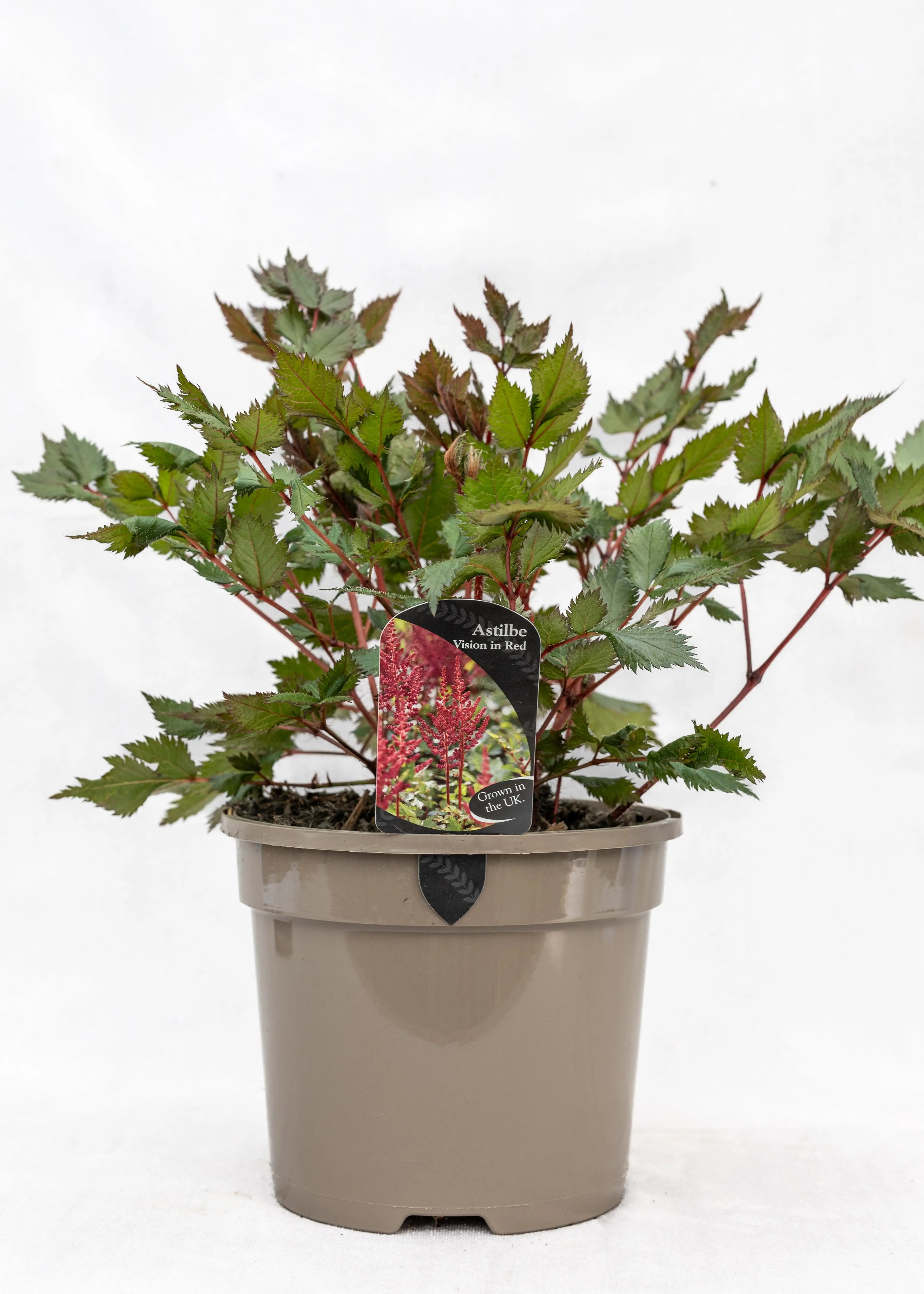 Astilbe chinensis 'Vision in Red'