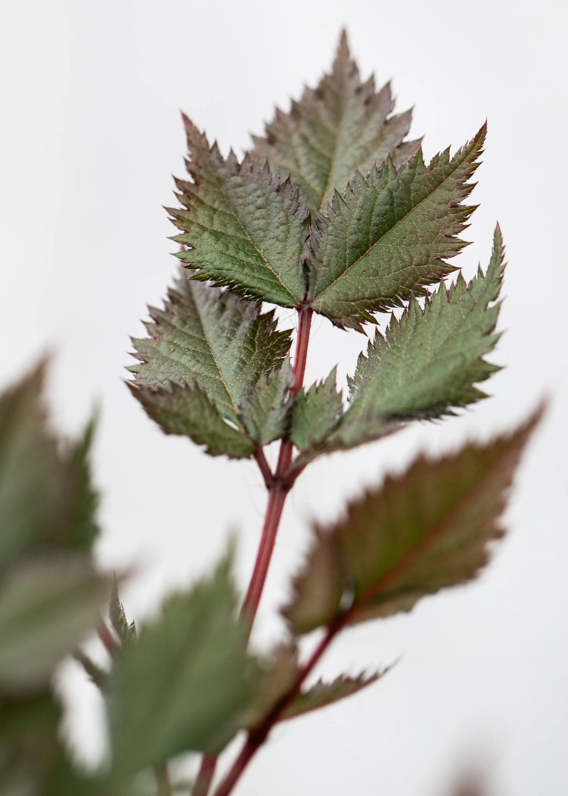 Astilbe chinensis 'Vision in Red'