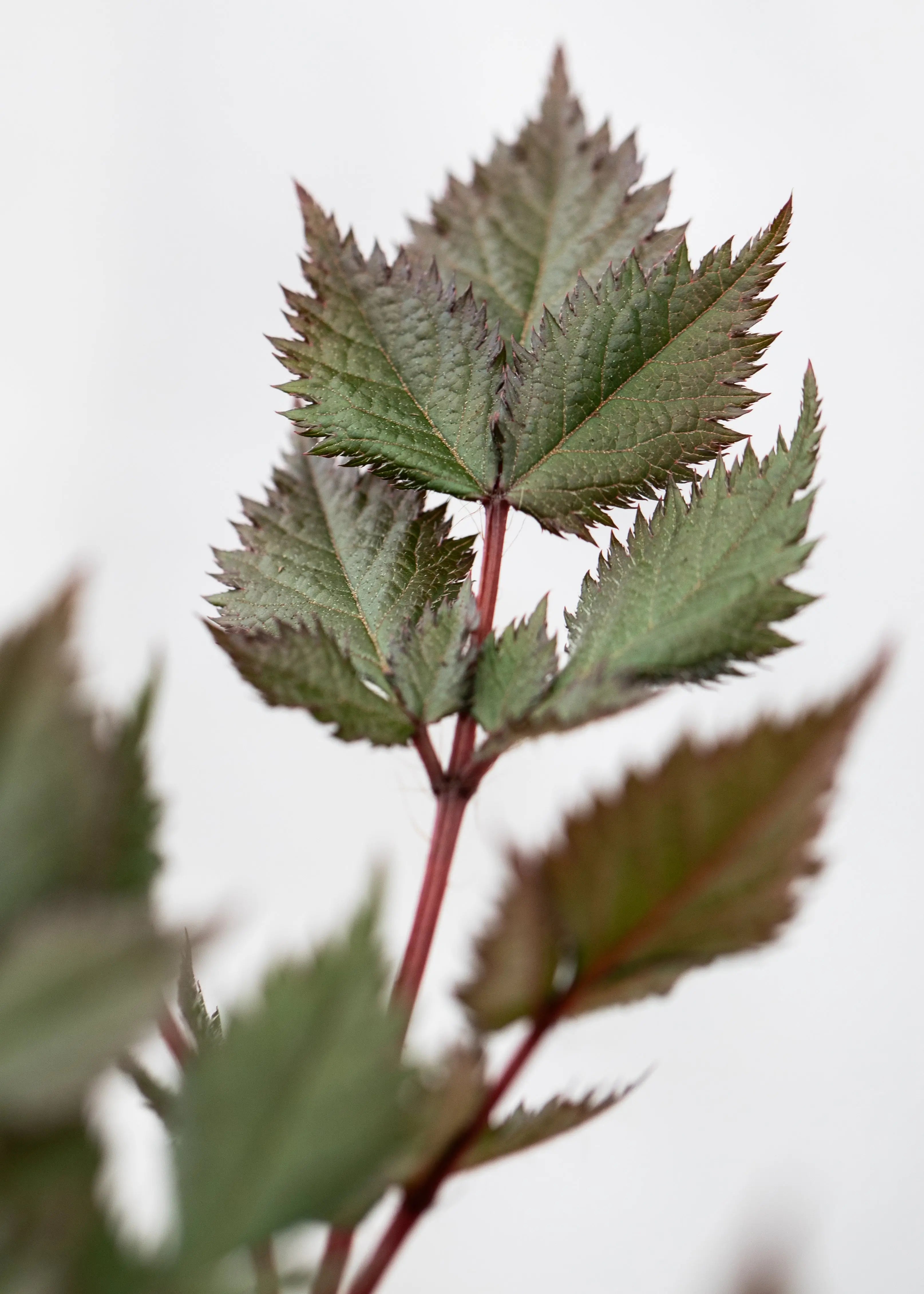 Astilbe chinensis 'Vision in Red'