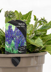 Salvia 'Fashionista Evening Attire'