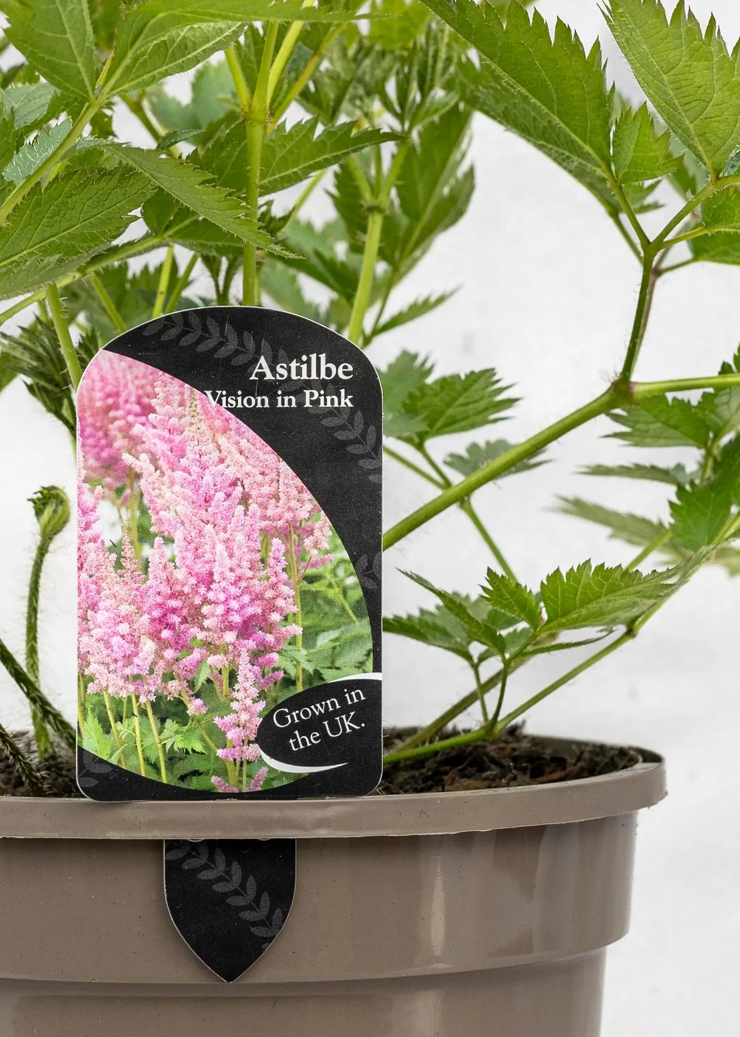 Astilbe chinensis 'Vision in Pink'