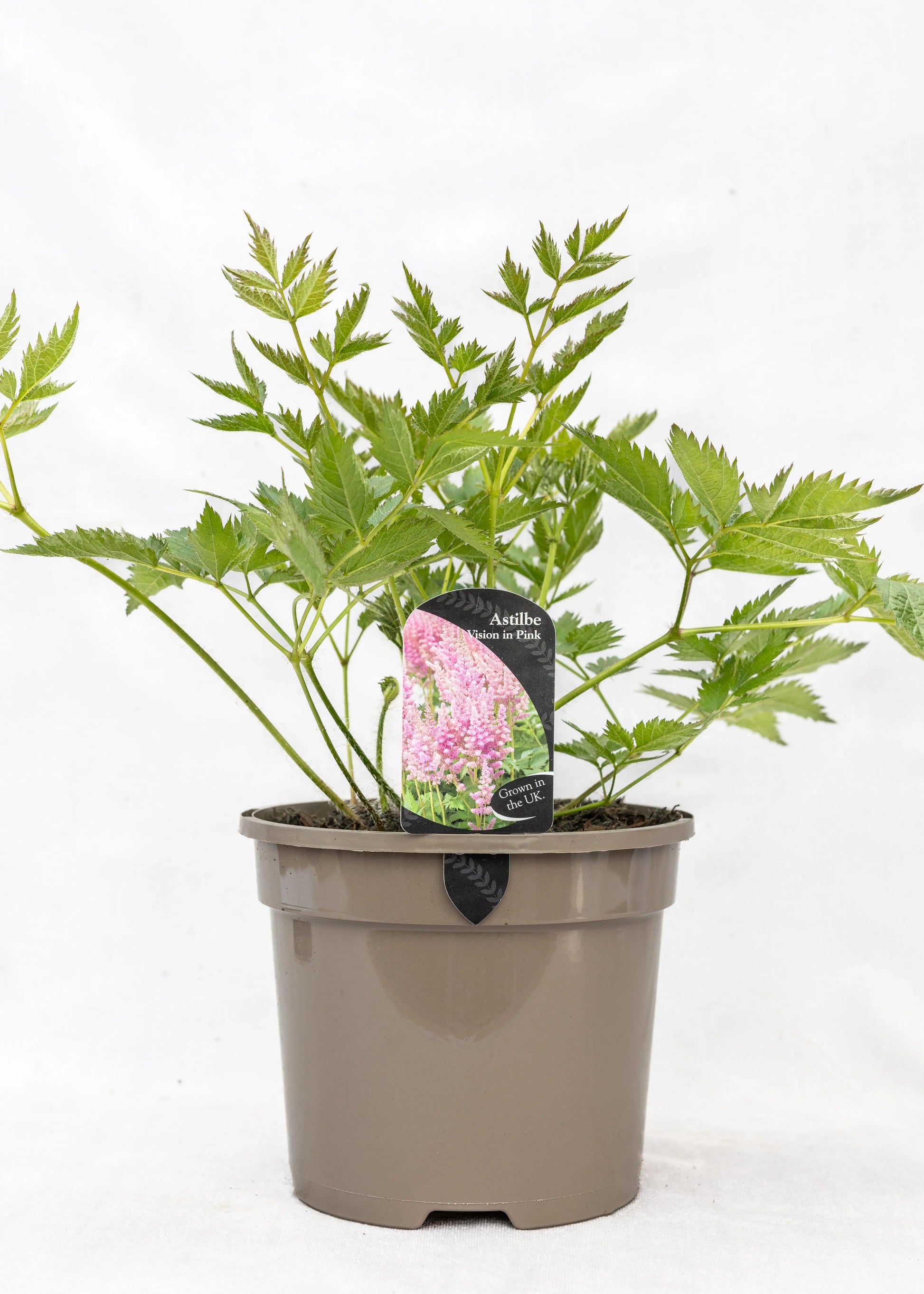 Astilbe chinensis 'Vision in Pink'