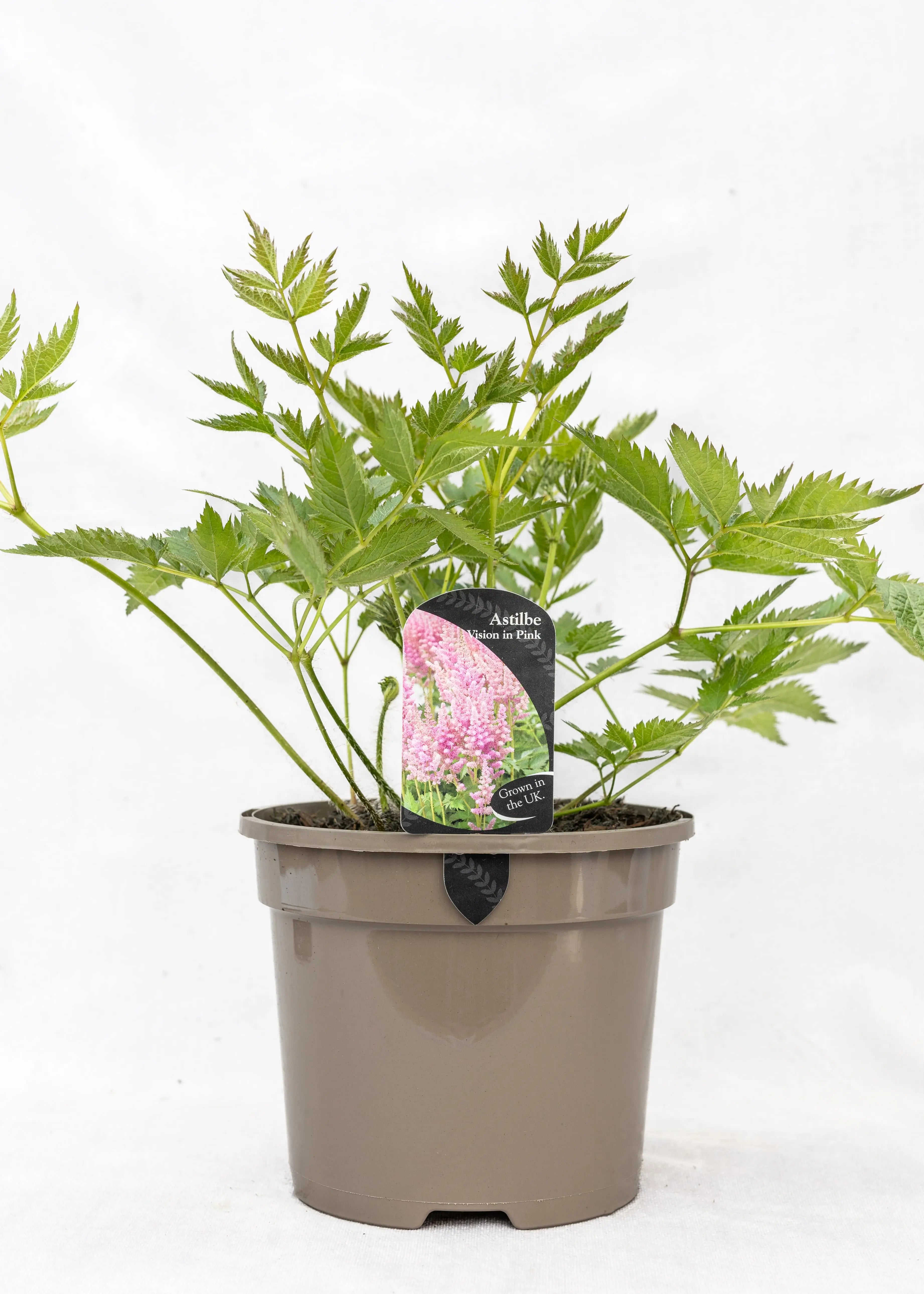 Astilbe chinensis 'Vision in Pink'
