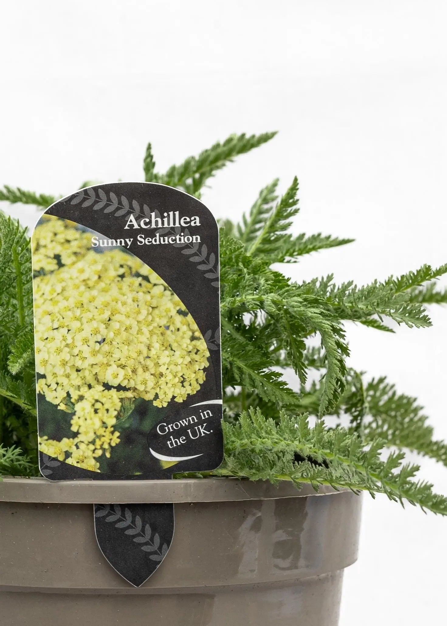 Achillea 'Sunny Seduction'