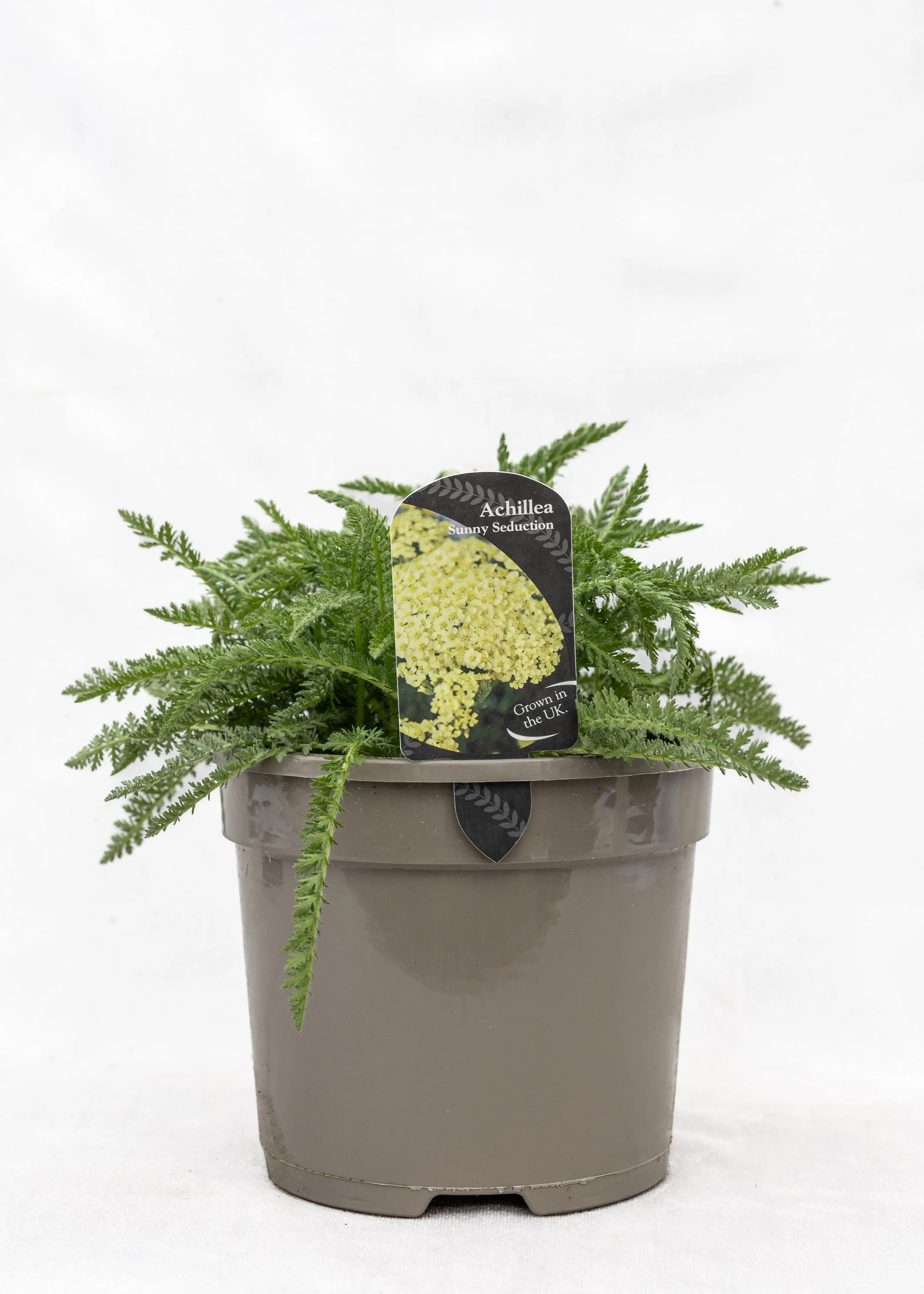 Achillea 'Sunny Seduction'