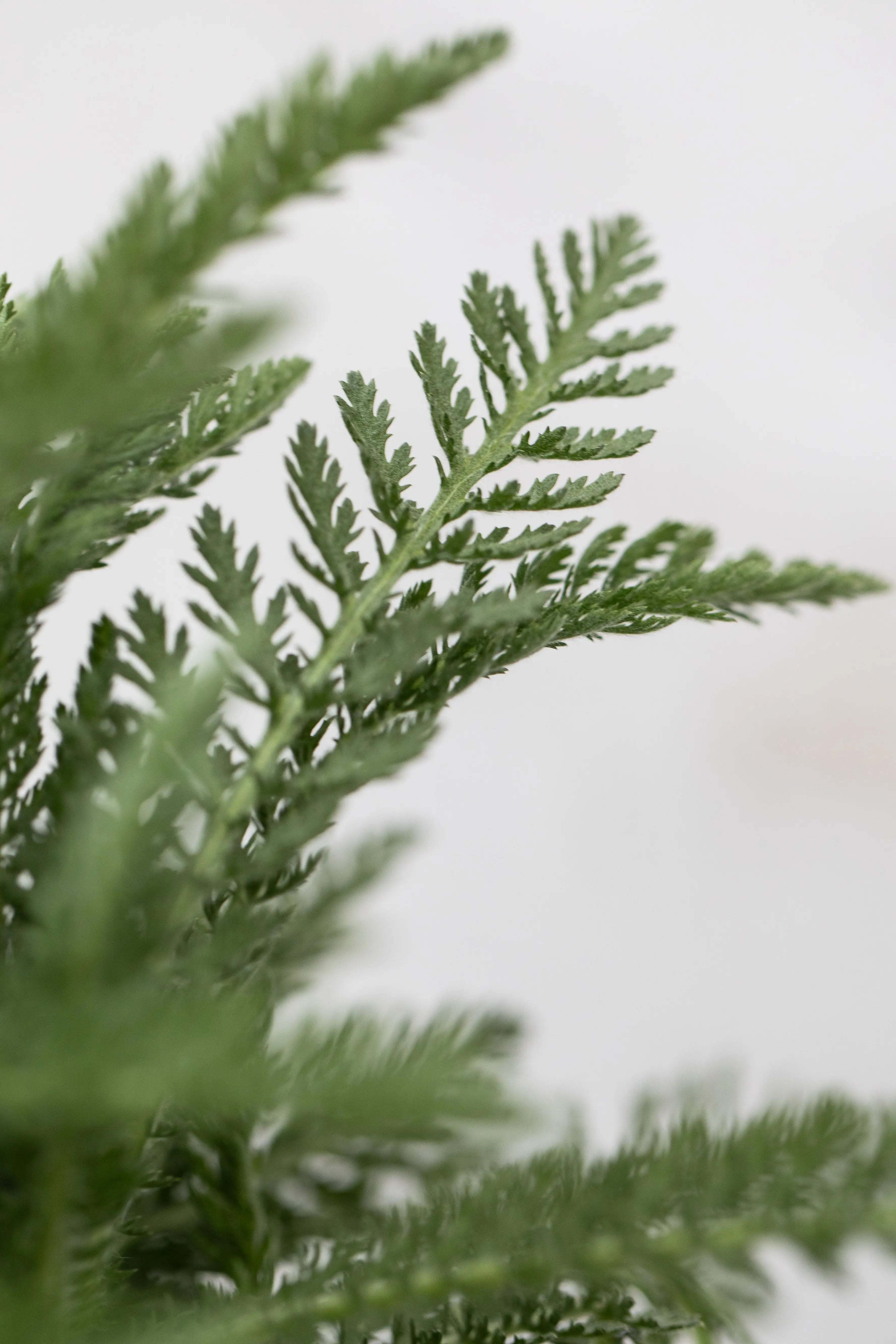 Achillea 'Sunny Seduction'