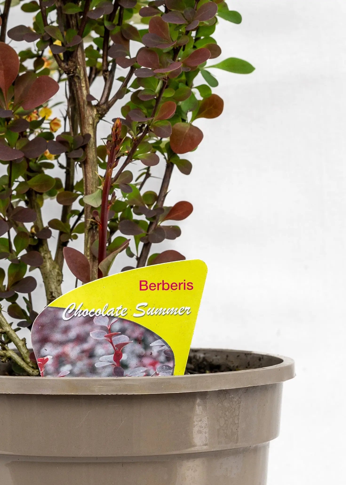 Berberis 'Chocolate Summer'