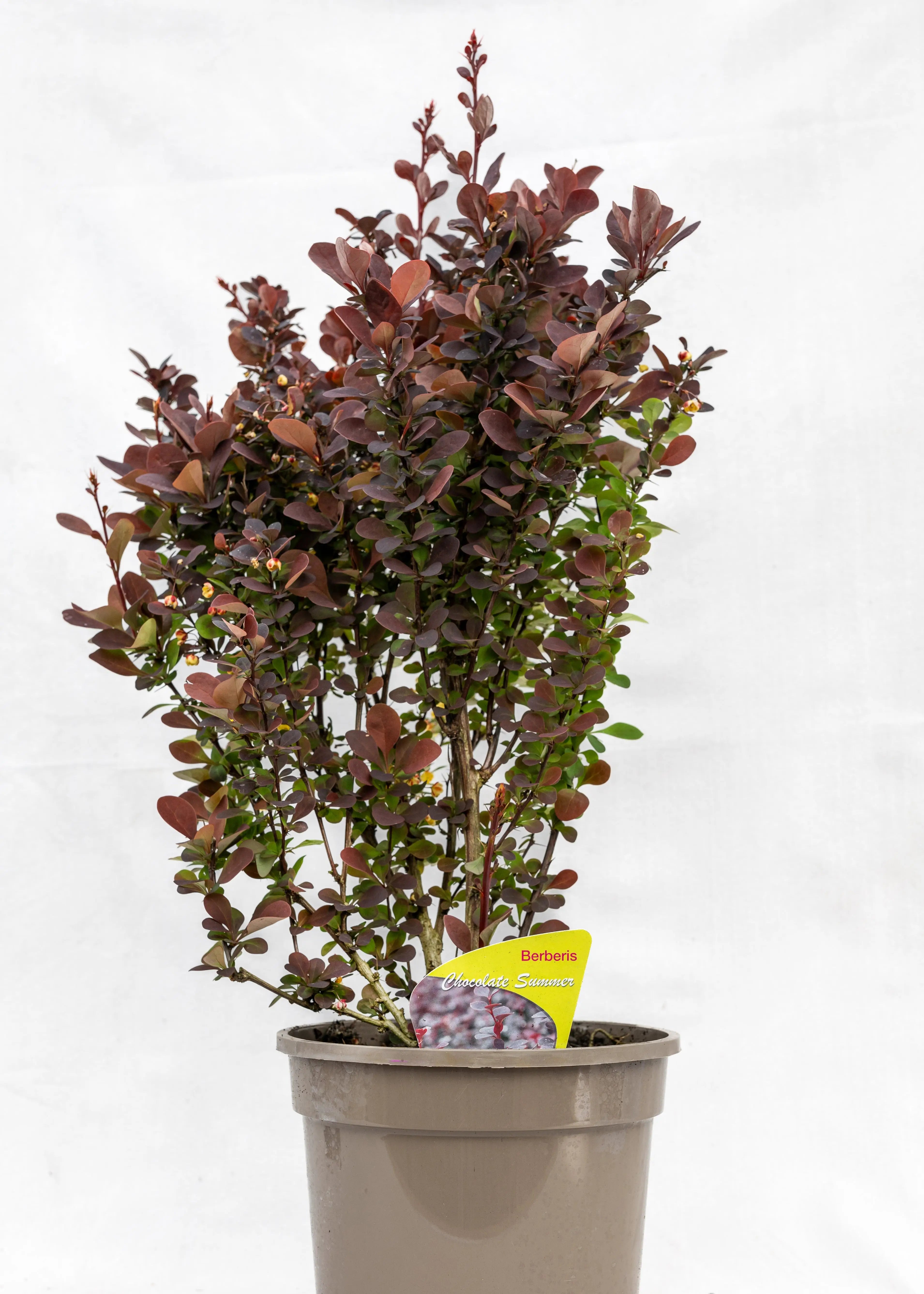 Berberis 'Chocolate Summer'