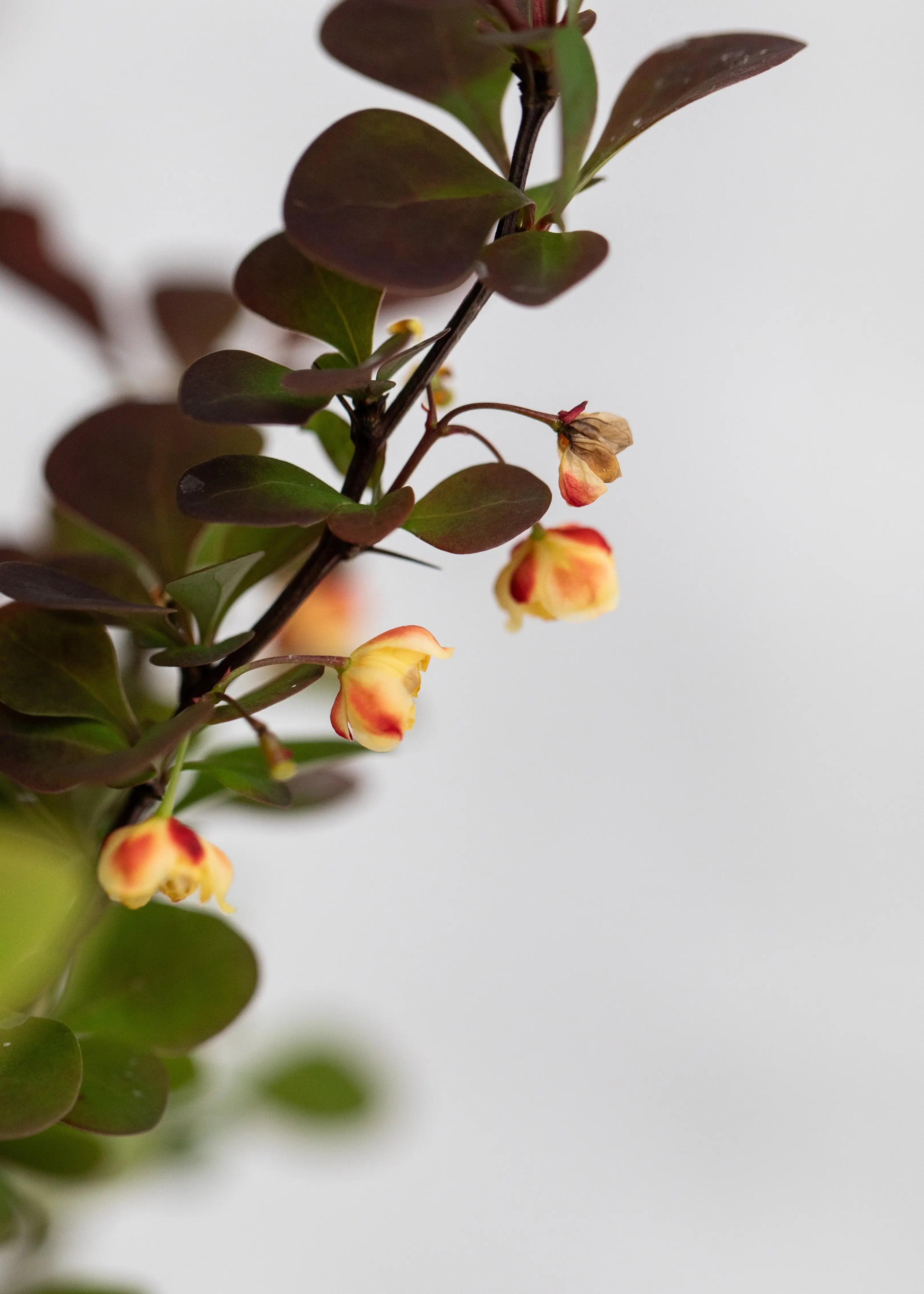 Berberis 'Chocolate Summer'
